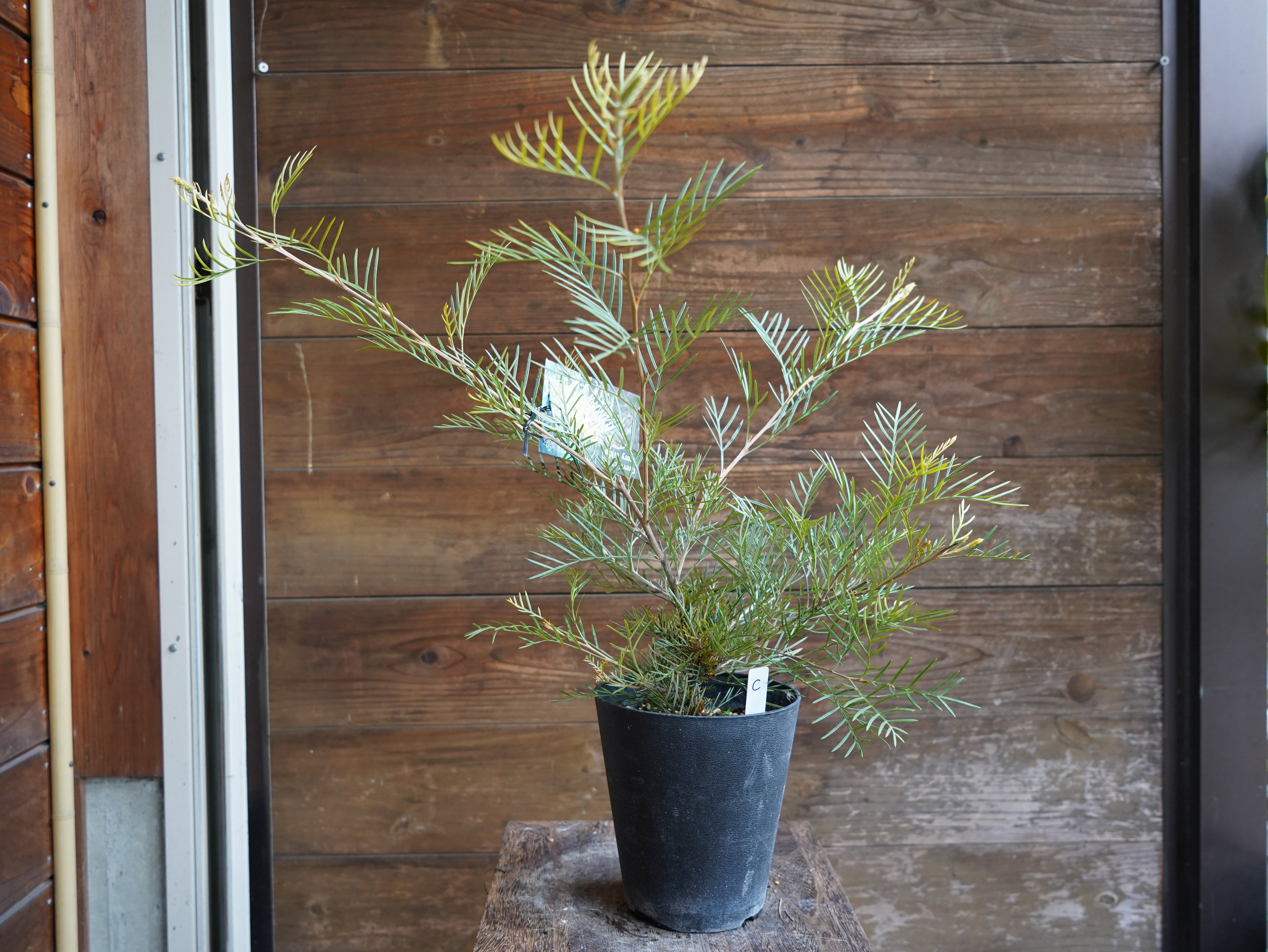 【現物】グレビレア　”アイボリーホイップ”　C