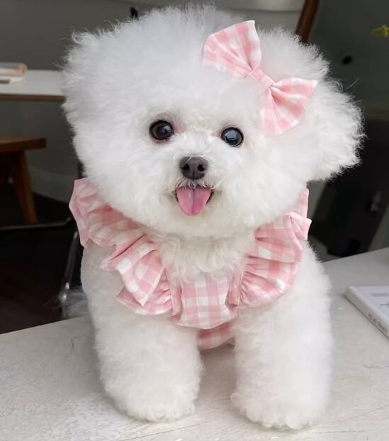 ドッグ 犬 小型犬 ドッグウェア 室内着 ドレス ワンピース フレア 袖付き リボン ふりふり レース かわいい きれいめ シンプル 上品 おしゃれ レトロ ラブリー キュート ゴシック ロリータ プリンセス フェアリー シンプル フレンチ シック チェック 格子柄 春 夏 ロングシーズン サマーシーズン 女の子 成犬 デート お出かけ パーティー 公園 休日 ガーデン 散歩 ウォーキング 室内 おうち ロリータ XXS XS S M L XL 2XL 3XL