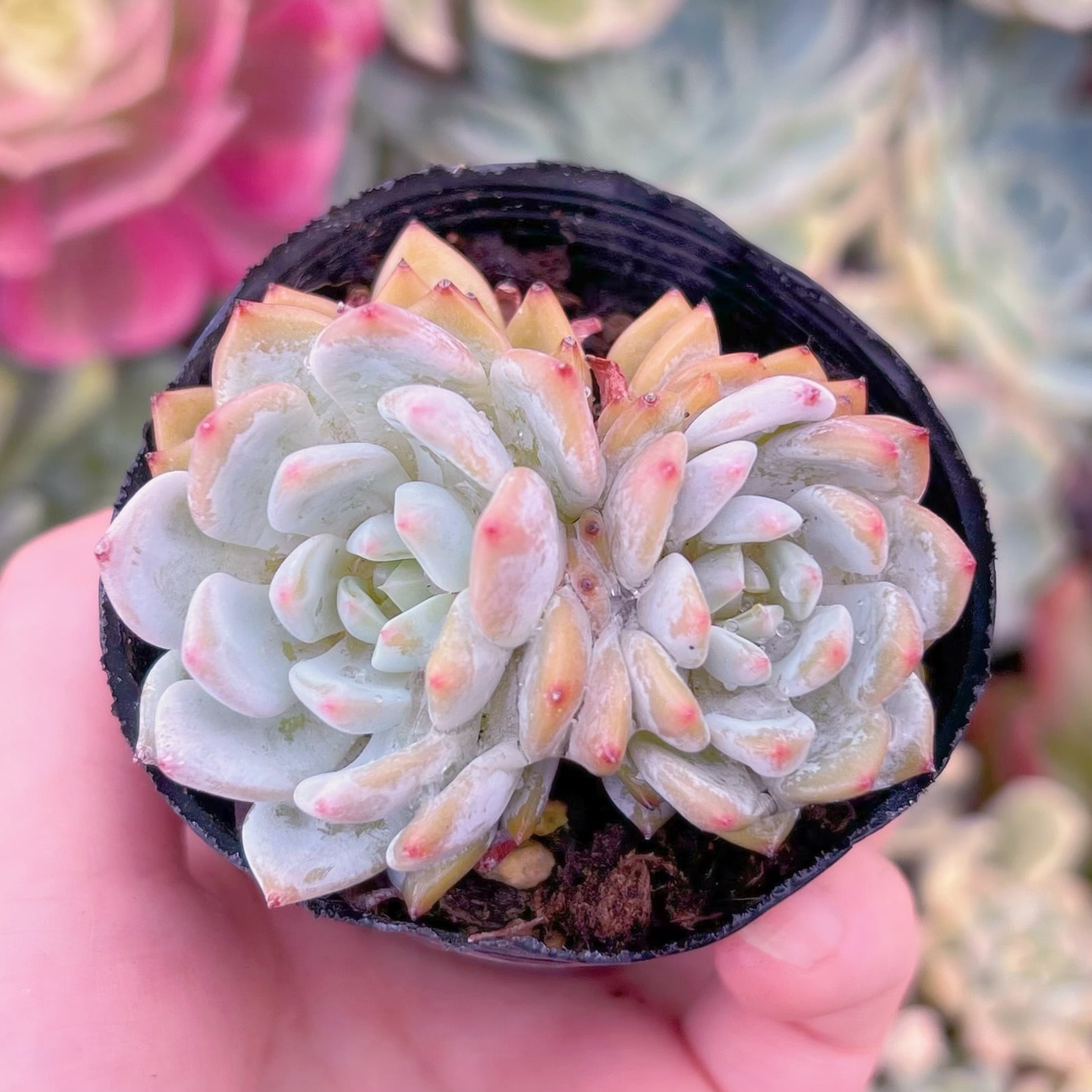 現品　玉芙蓉#B58　2頭群生　るる農園