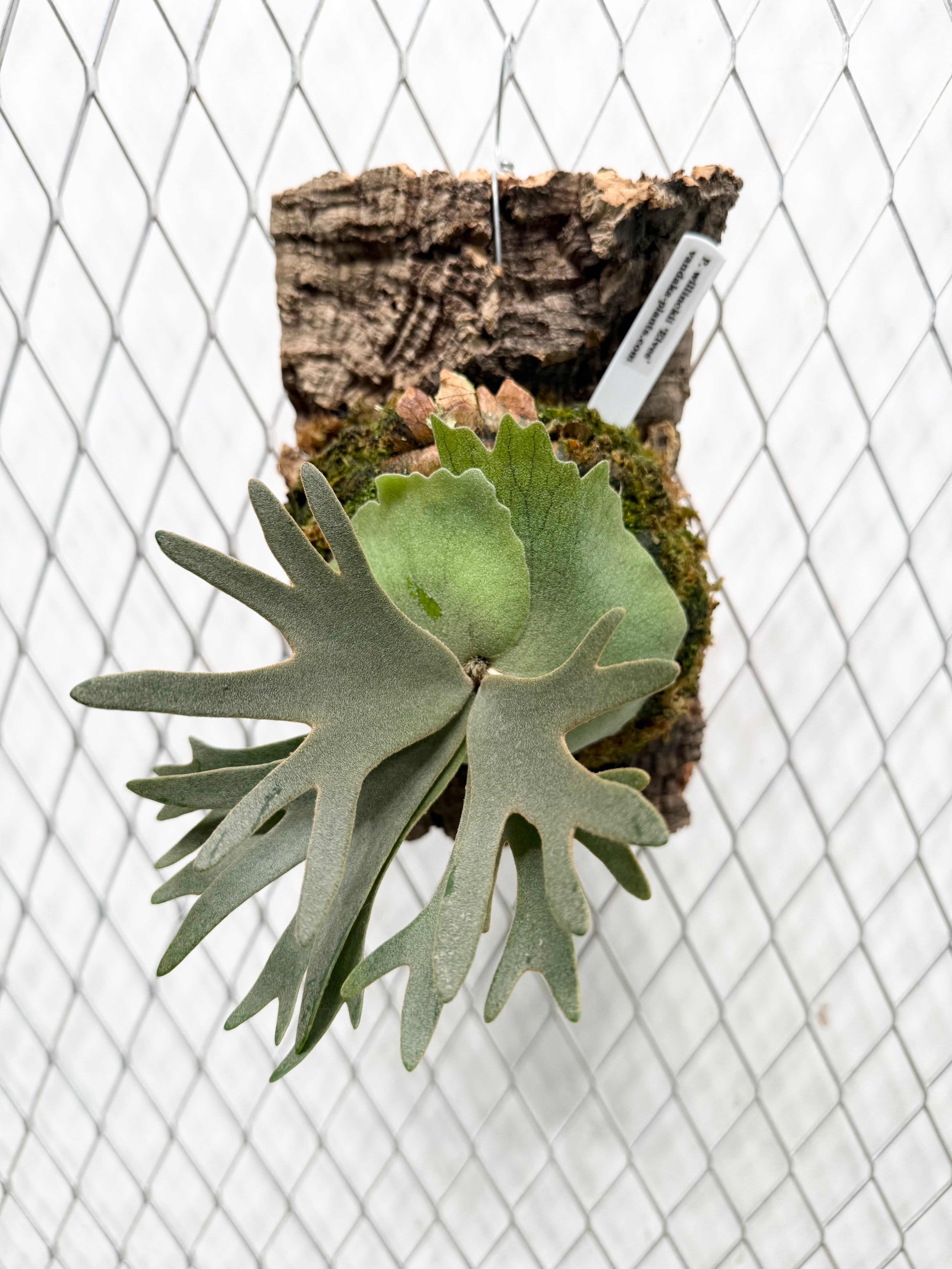 ビカクシダ P. willinckii Elves エルビス　子株 ① a) P. willinckii 'Elves' ビカクシダ ウィリンキー 'エルベス