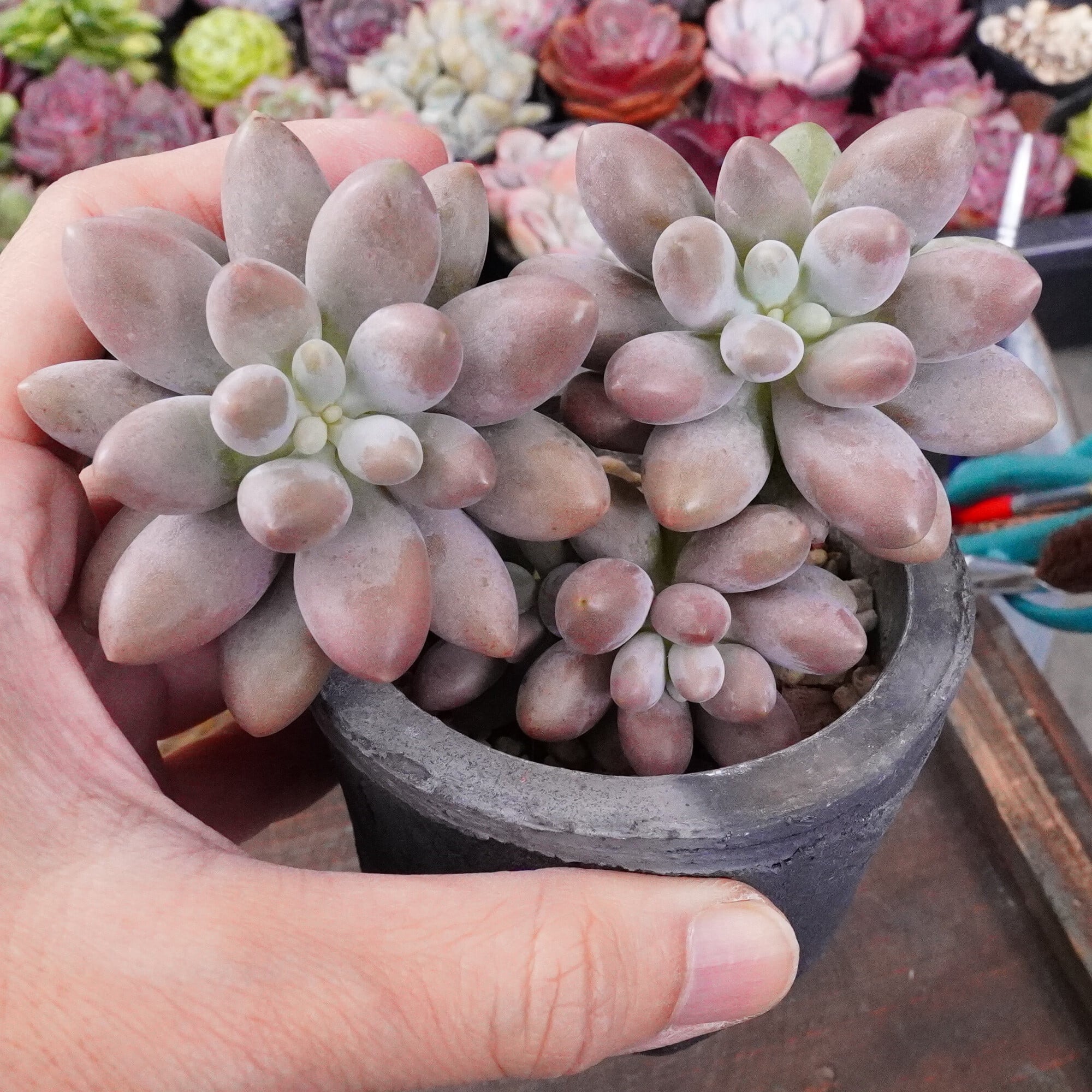 多肉植物 韓国苗 Totty様 多肉植物 韓国苗 Totty様 多肉植物 韓国苗 Totty様