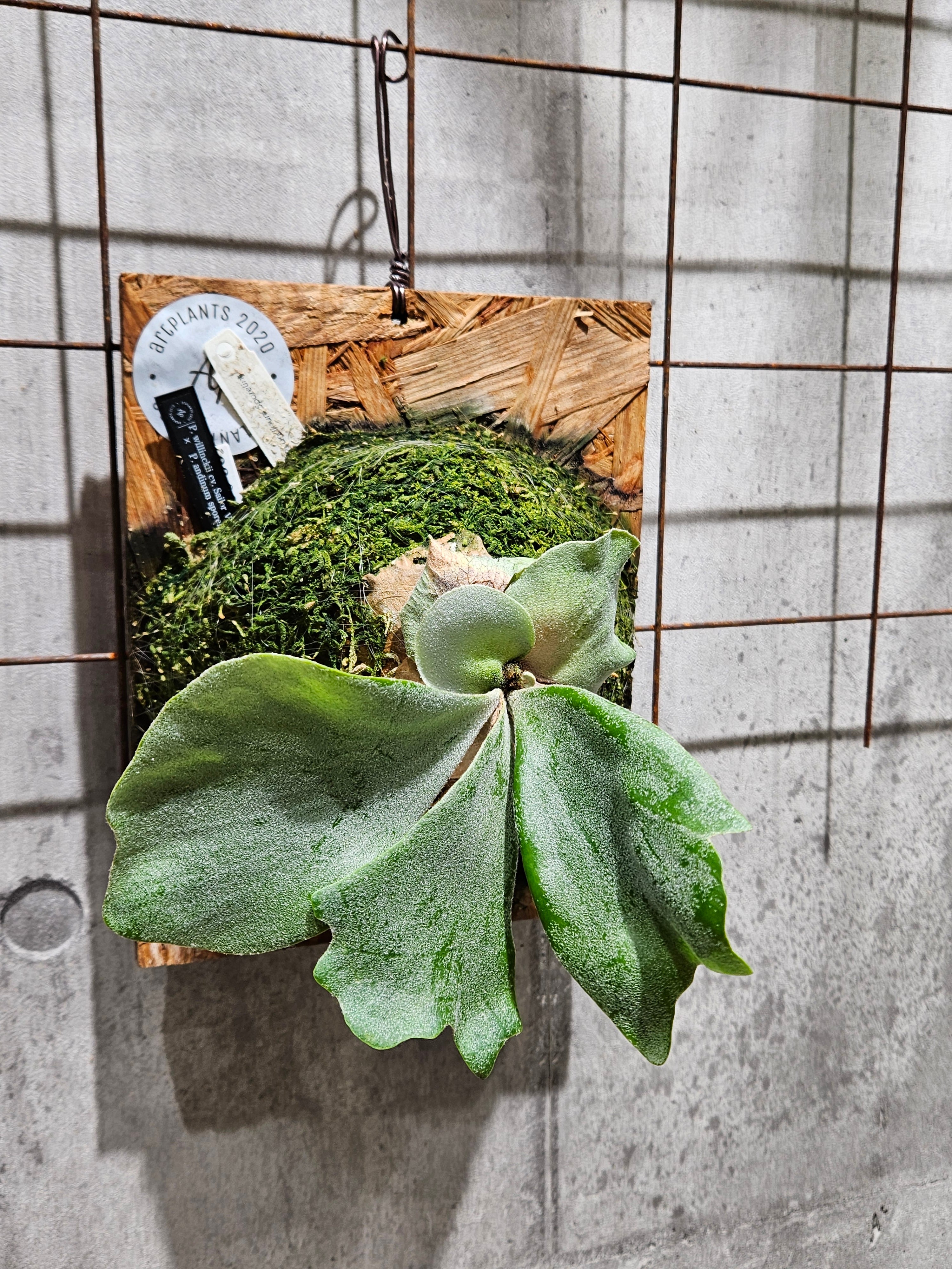 P. willinckii cv. Moana ビカクシダ P. willinckii cv. Moana ビカクシダ P. willinckii cv. Moana