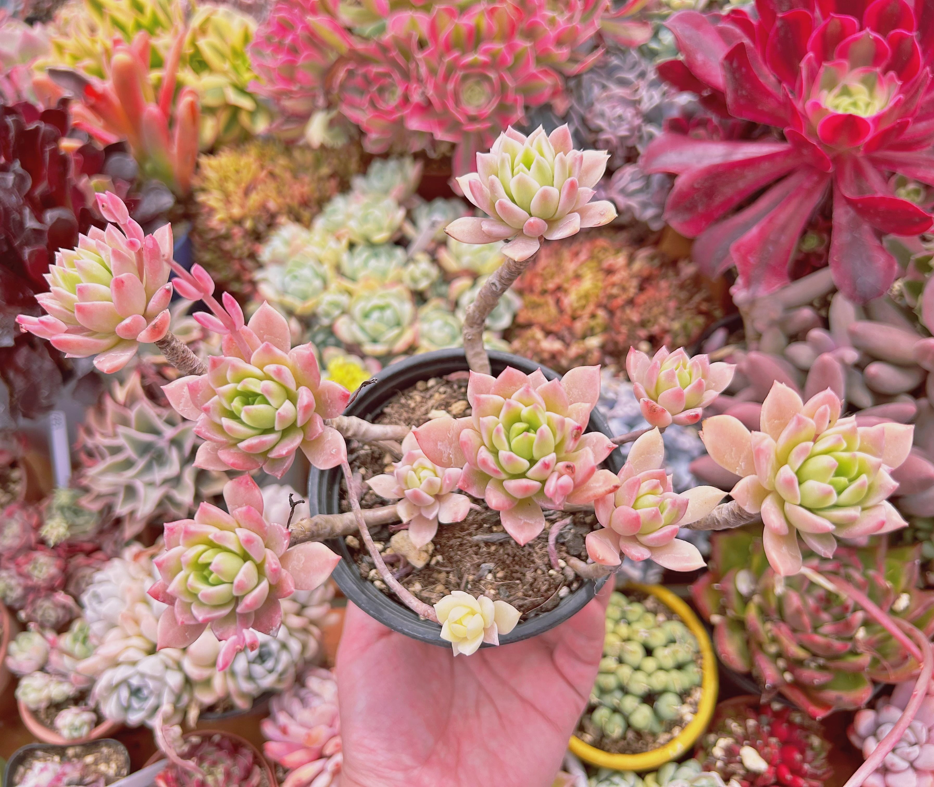 #641現物　多肉植物　マッコス錦　