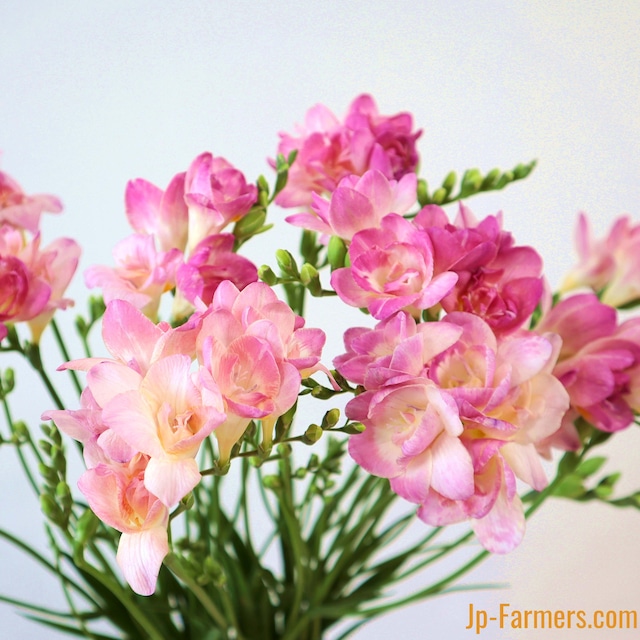 シーズン終盤　飾る香水！希少なピンクのフリージア　ロザリオ（八重咲き）　20本　　高園芸