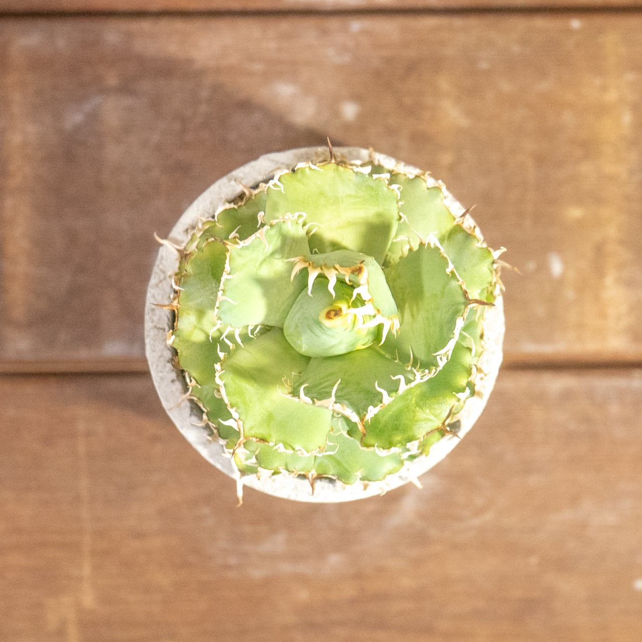 アガベ・チタノタ フィリグリー（丸葉・幅広タイプ）極上の肉厚感を楽しむ逸品｜Atmossphereオリジナル一点物モルタル鉢仕立て【虫発生抑制用土】