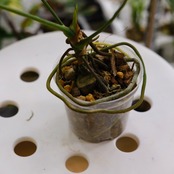 【希少】Anthurium moonenii / アンスリウム ムーネニー③ / 観葉植物<育て方・花言葉>