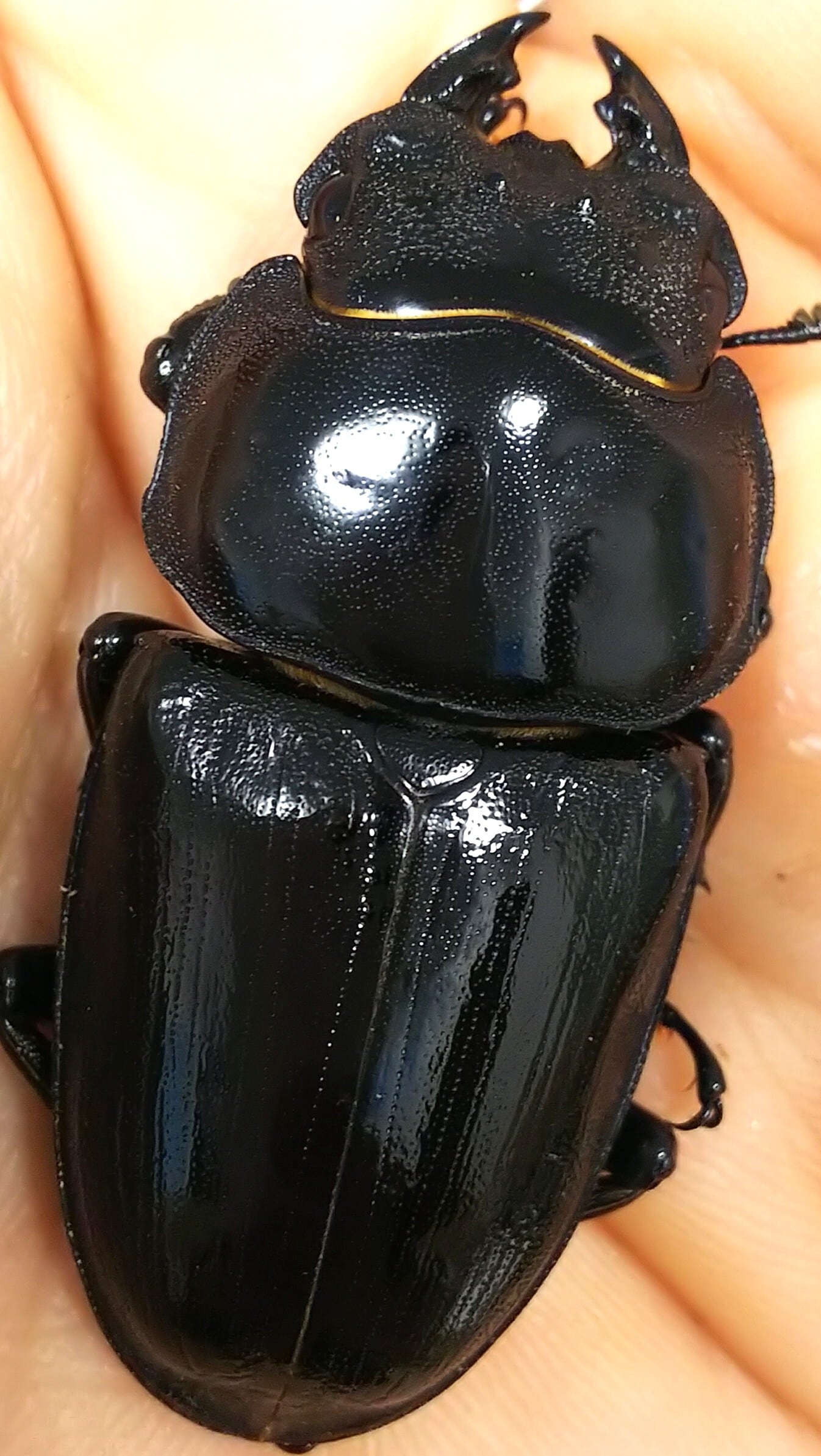 極太阿古谷ペア 75ミリ 顎幅7.1ミリ