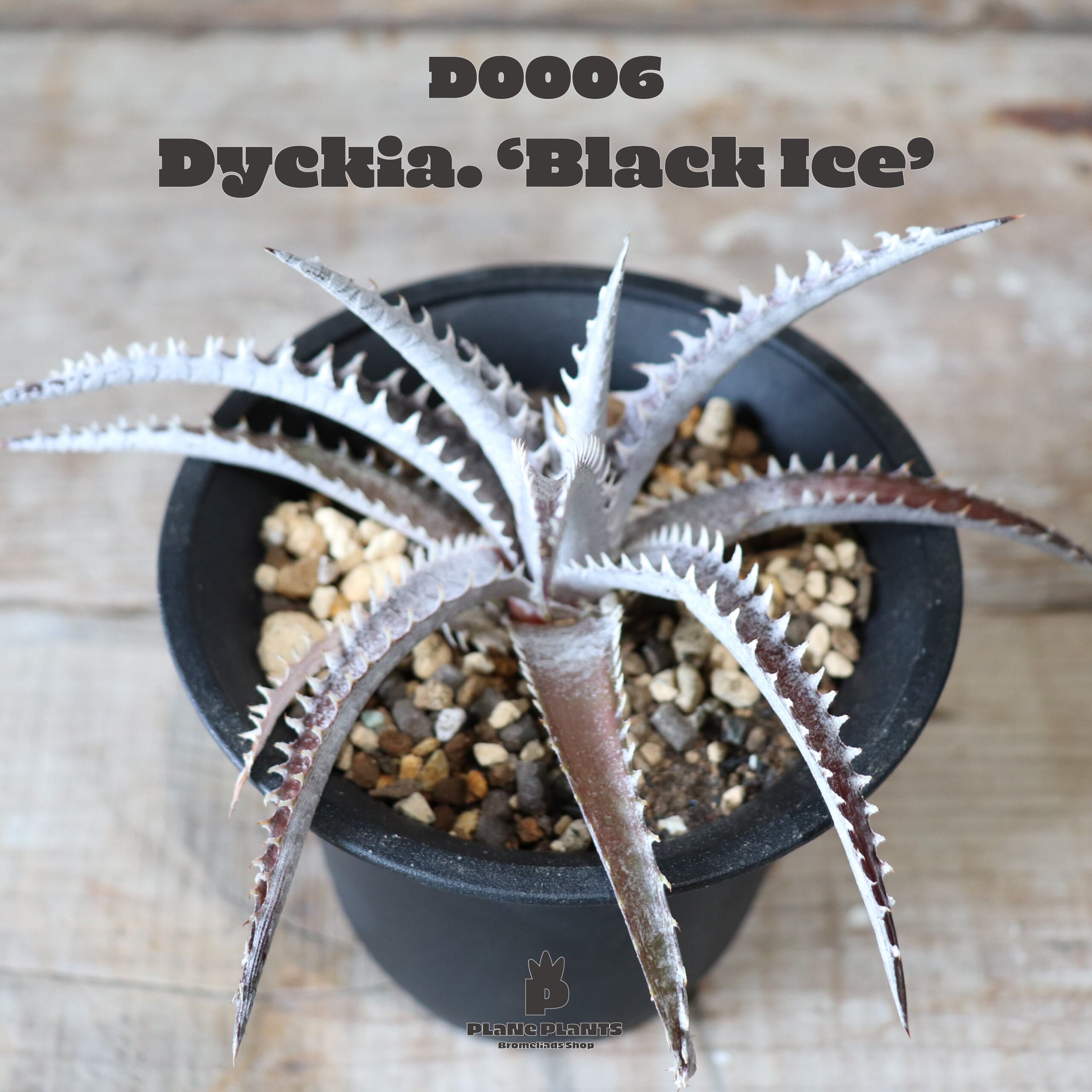 送料無料 Black Ice ディッキア 現品発送d0006 Plane Plants