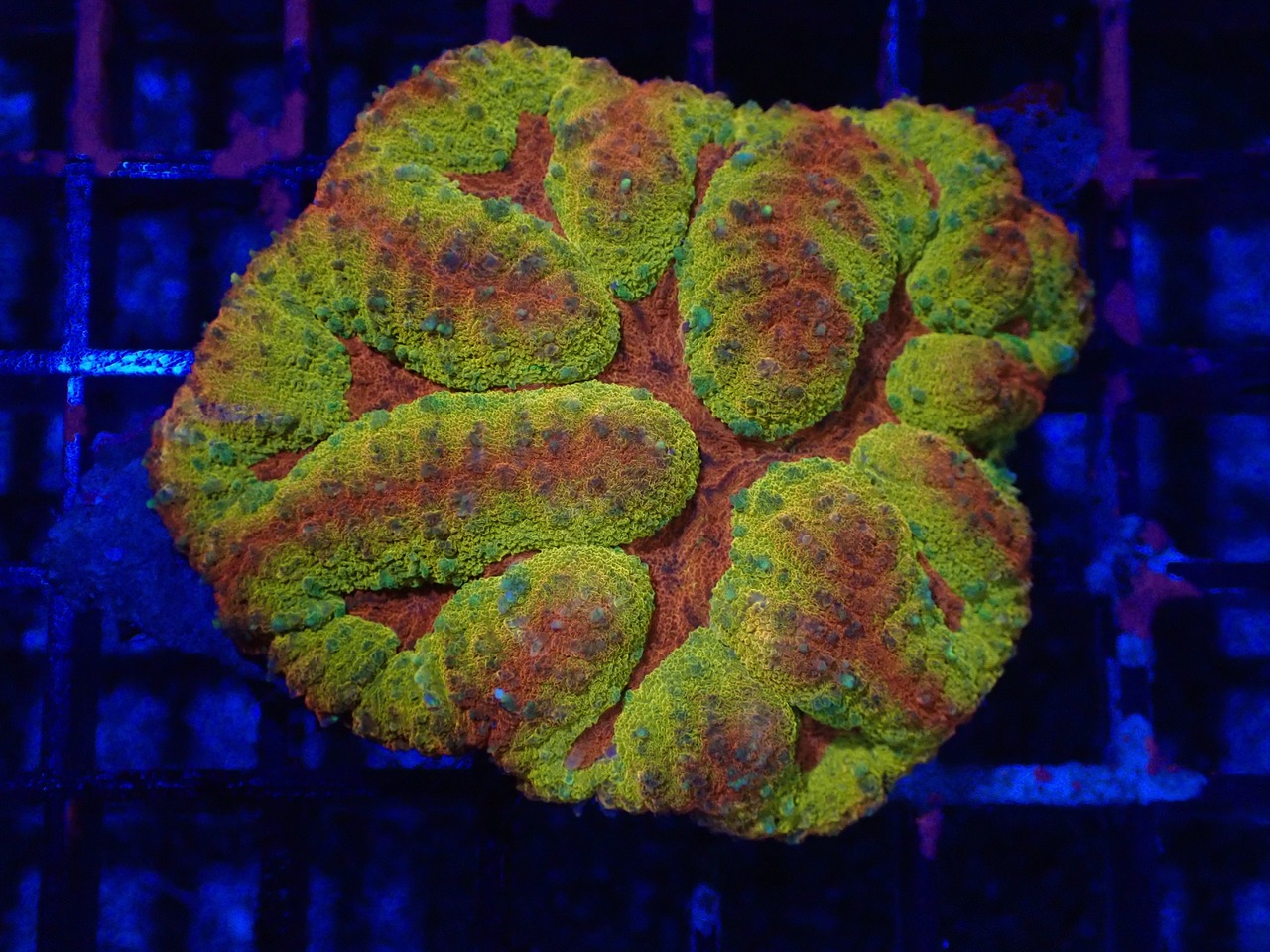 【一ヶ月熟成】Cymphyllia Red&Yellow