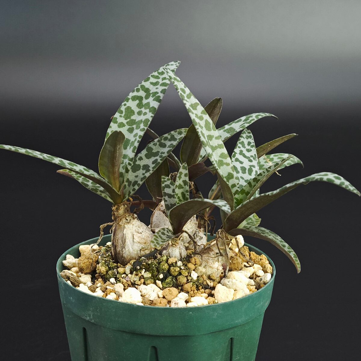Sansevieria Marga サンセベリア マルガ SVM1 1株のみ | PAY ID