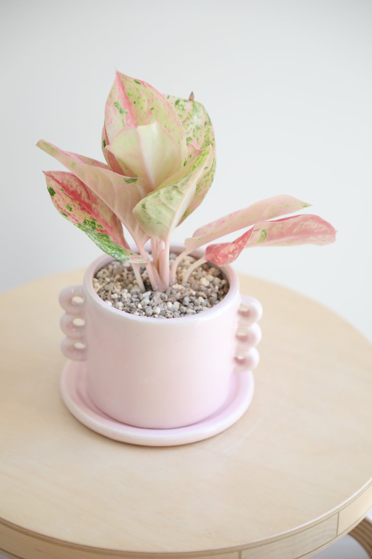 M】アグラオネマ ピンクイメリタスローズ/Aglaonema | 【厳選植物・器