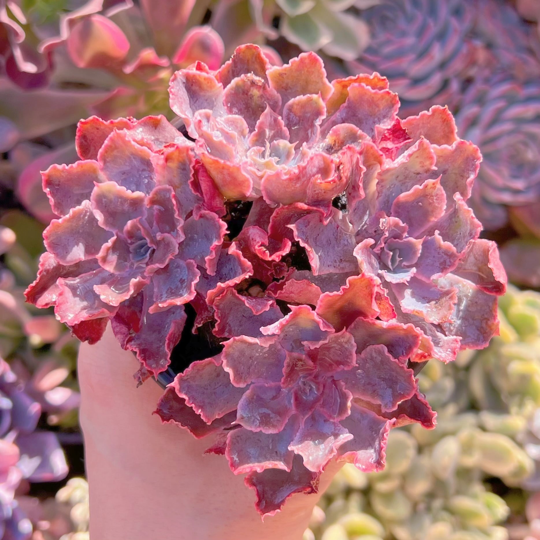 現品　シャビアナ#A31　るる農園