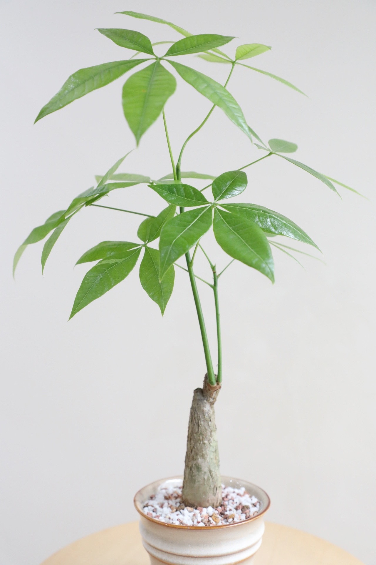 【M】パキラ グラブラ/Pachira