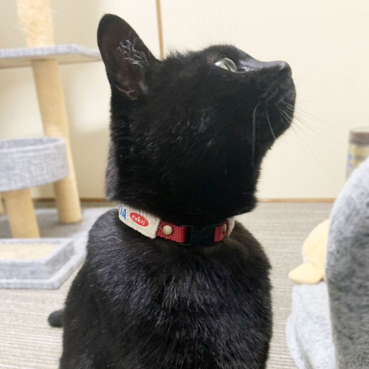 首輪 / キャットカラー｜Hemp Cotton ROLL Collar for Dog｜ナチュラル