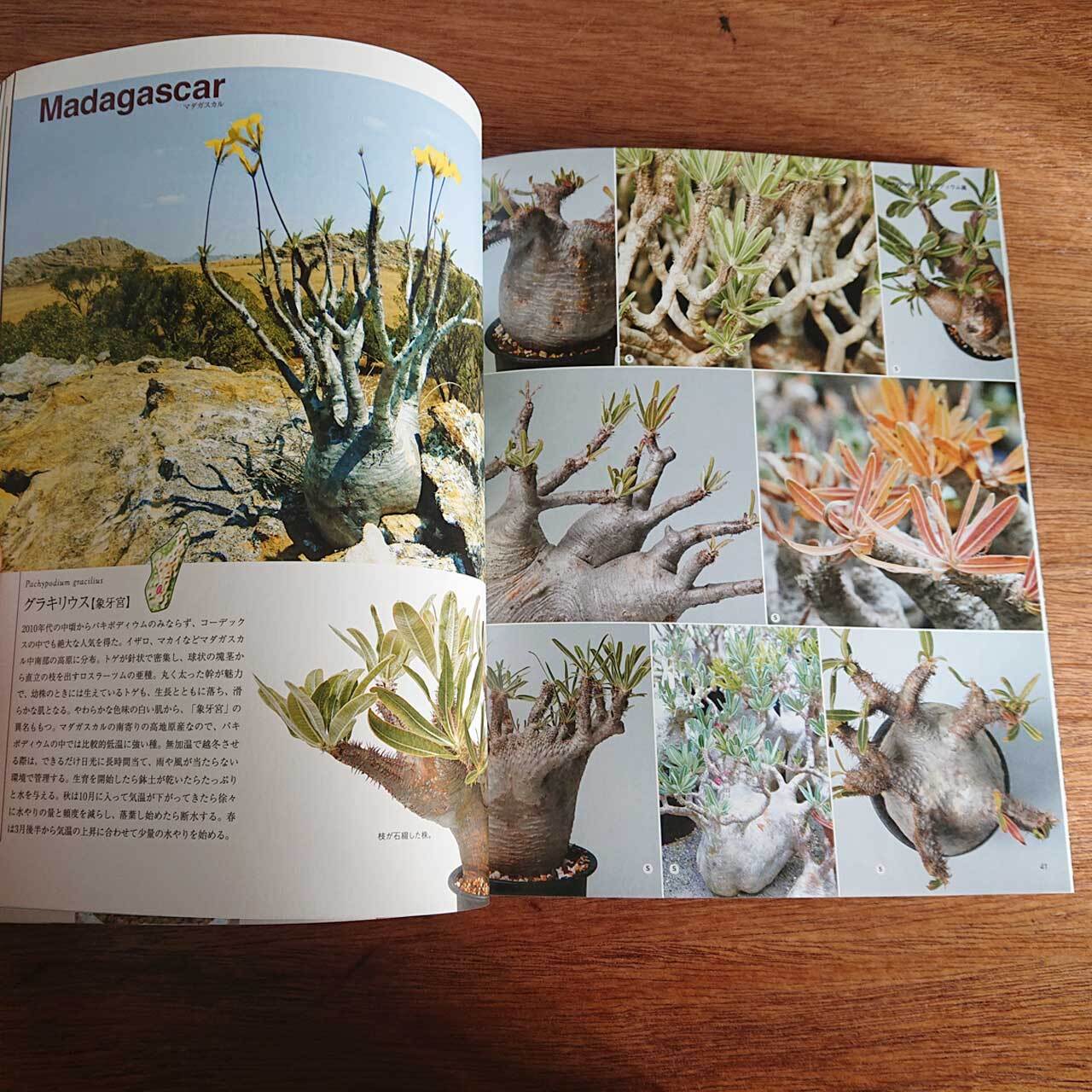 Bizarre Plants -Summer type- | Seeding