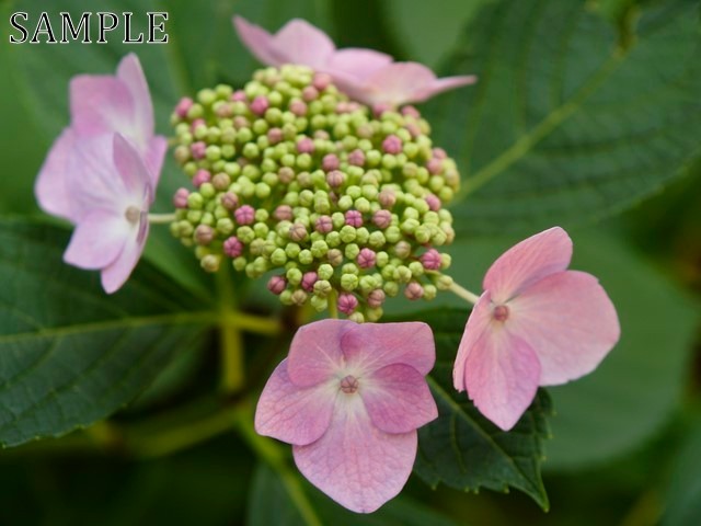 アジサイ　彩々　TIFF (2)