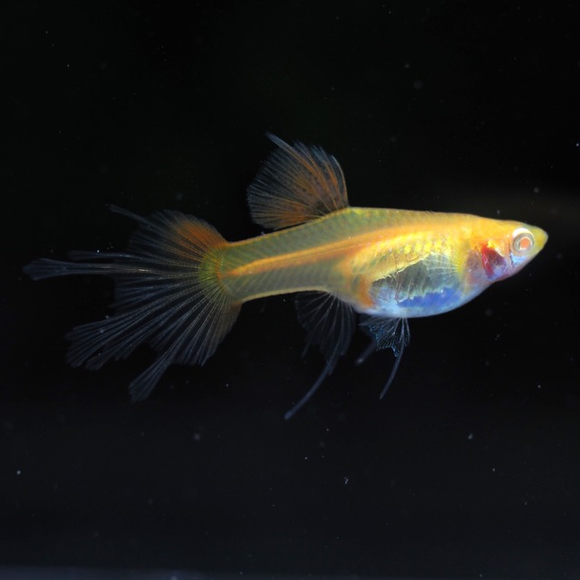 【現物】RREAプラチナレッドテールスワロー　1カルテット