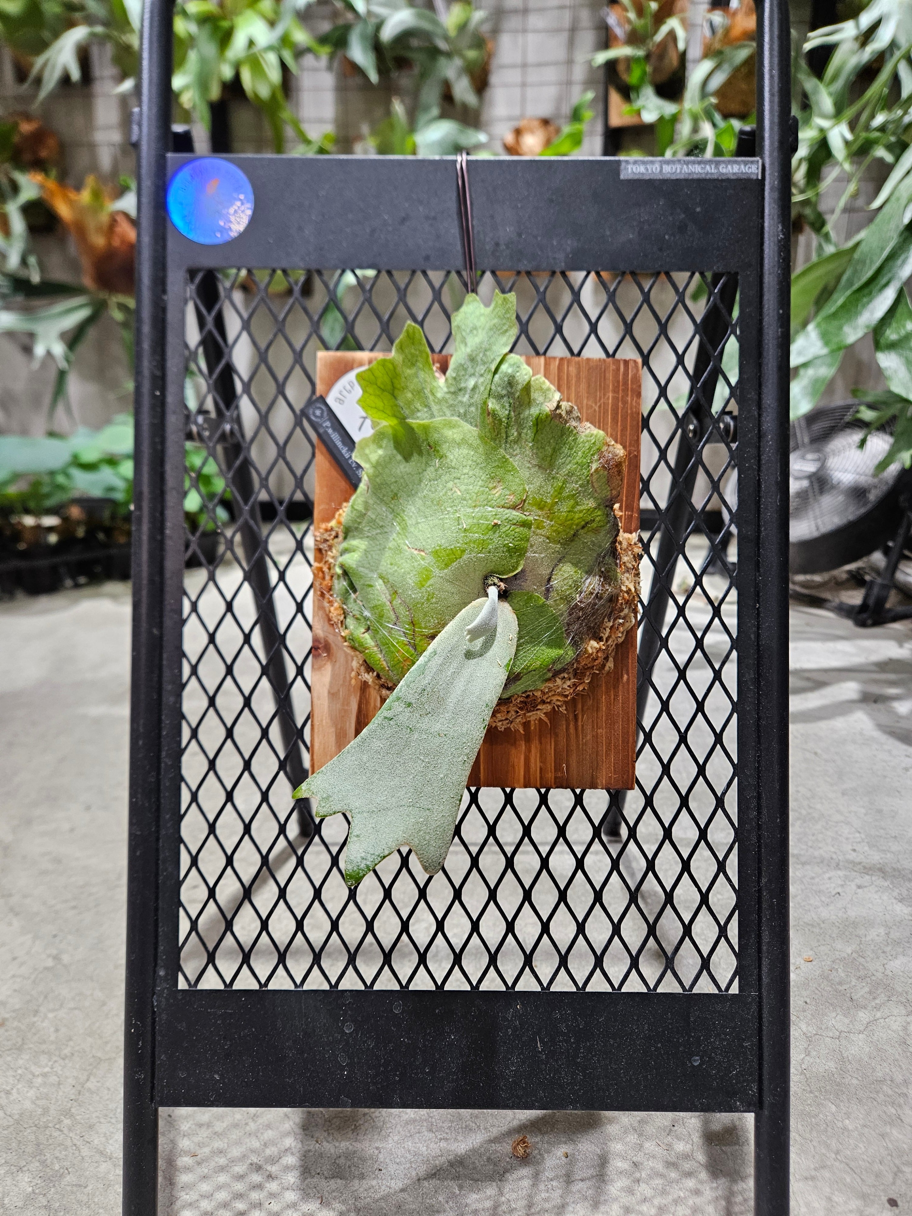 P.Willinckii cv Sri peuak(OC) 【artPLANTs/PLANTS GARAGE