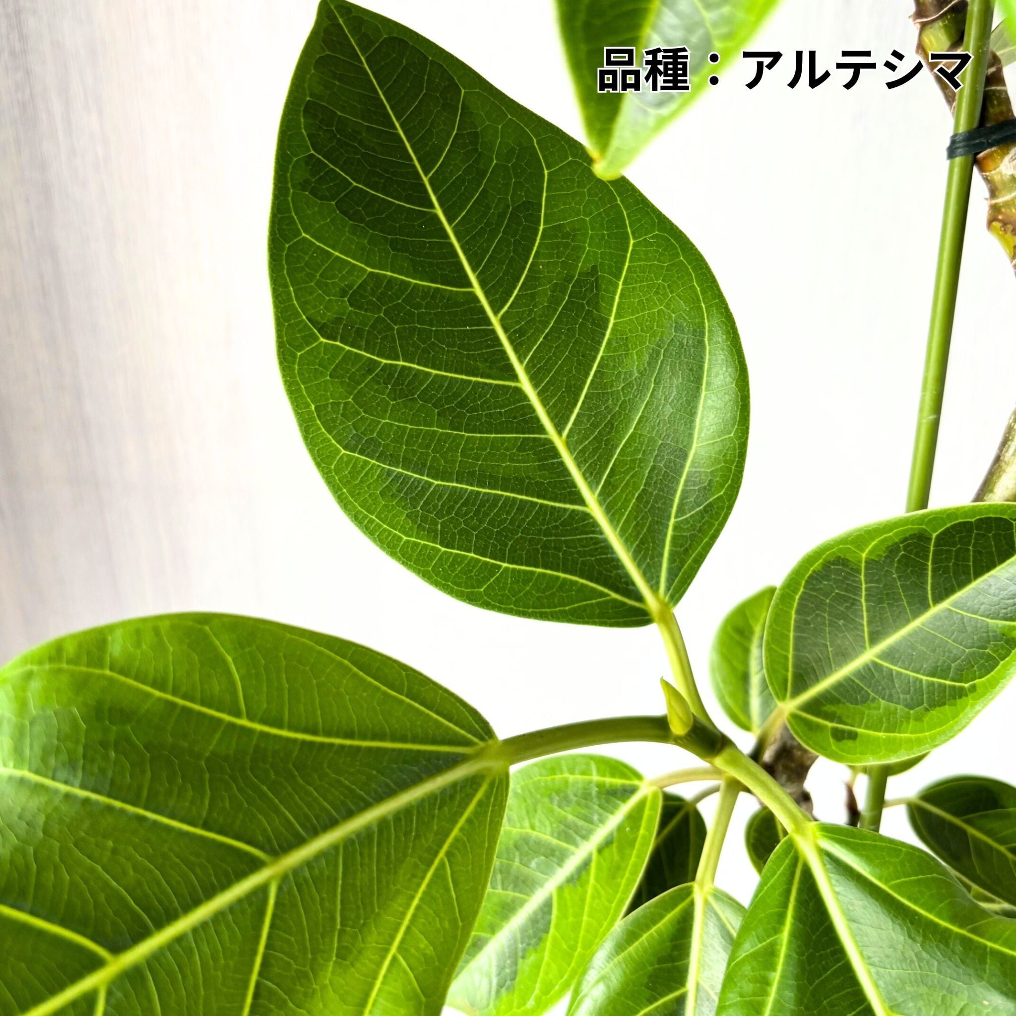 観葉植物】 フィカス 6号 曲がり | 新鮮お花問屋 Jp-Farmers.com