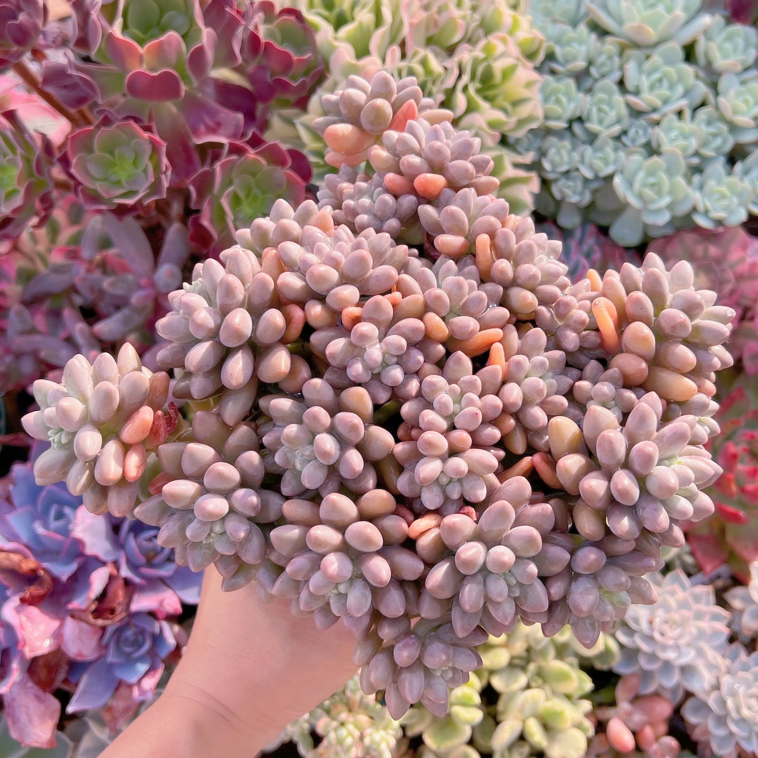 現品　エクスパトリマータxクレムネリア#682   特特大群生22cm　るる農園