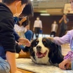 リカバリーDOG ウエア LAUW × VENEX S size | LAUW（ラウー）