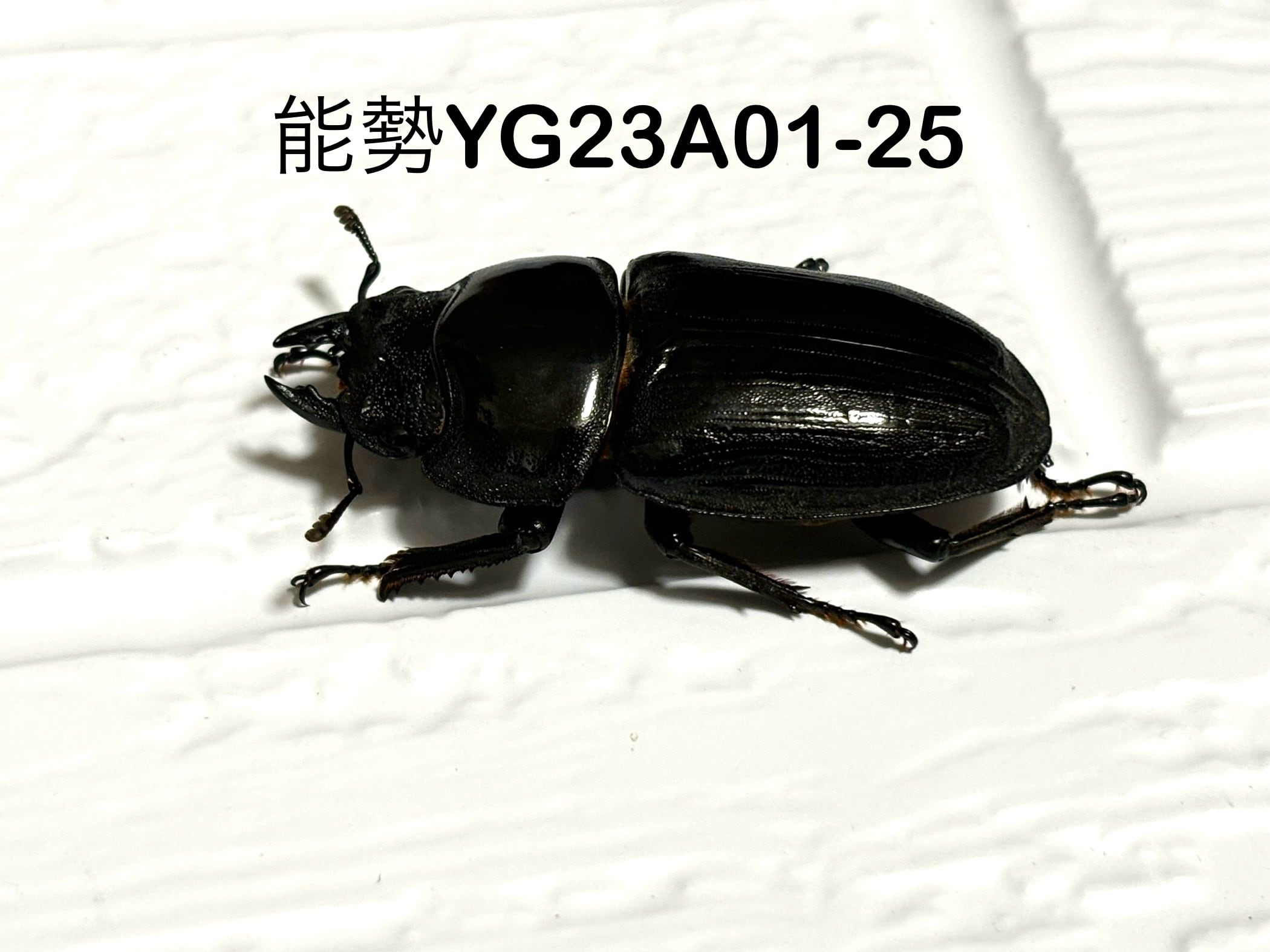 K/K】 能勢YG血統 56.4mm メス単品 25年羽化 国産オオクワガタ KK25-A2-