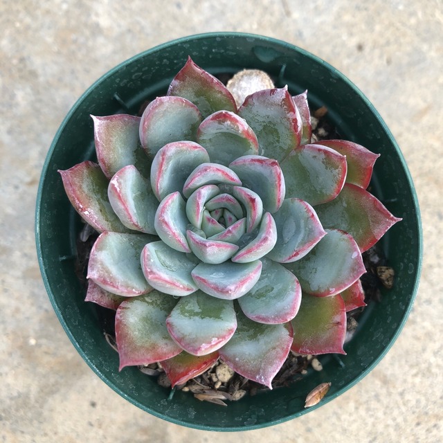 エイプス	Echeveria 'Apus'