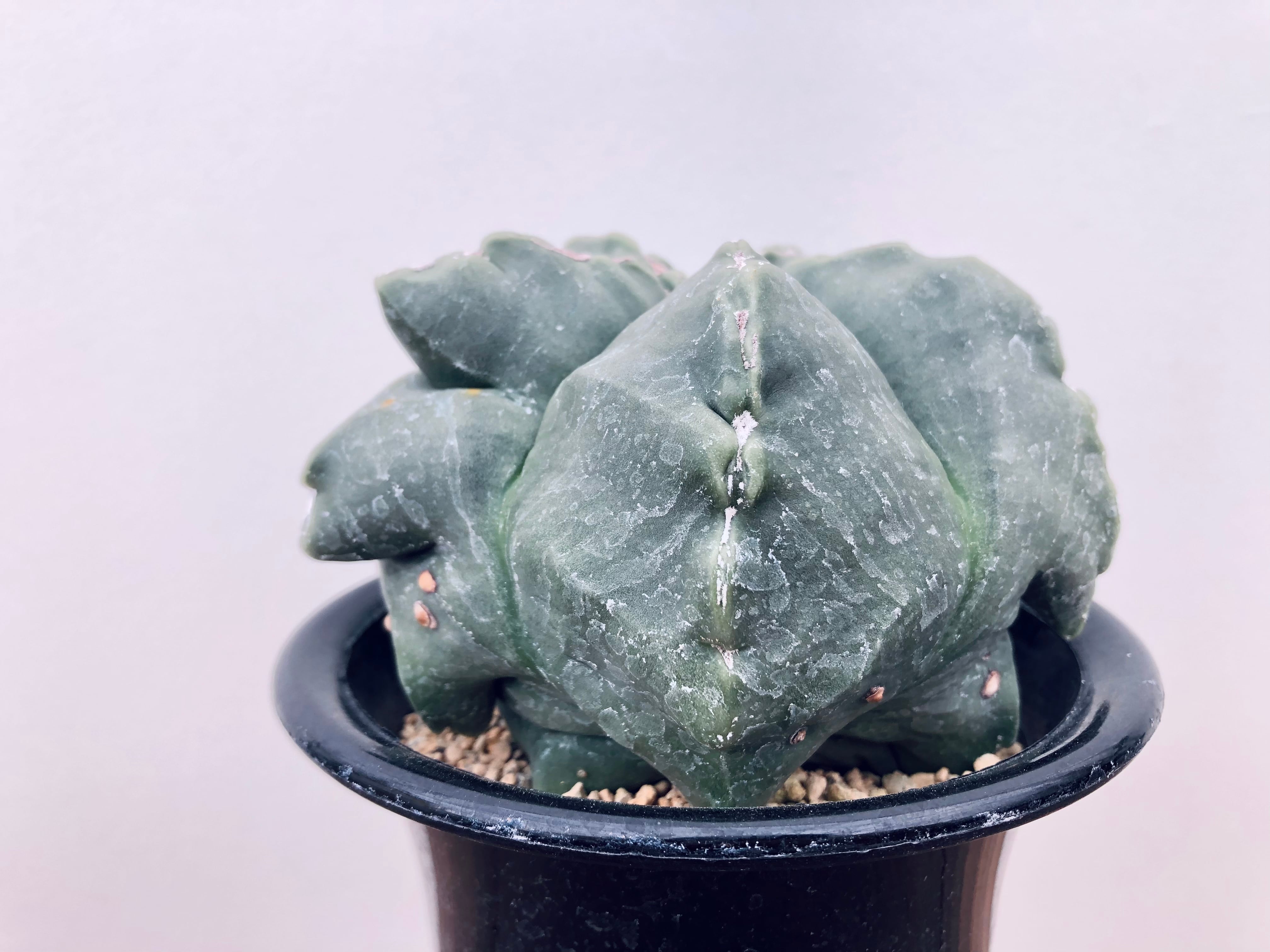 Astrophytum アストロフィツム ランポー玉 鸞鳳玉 モンスト