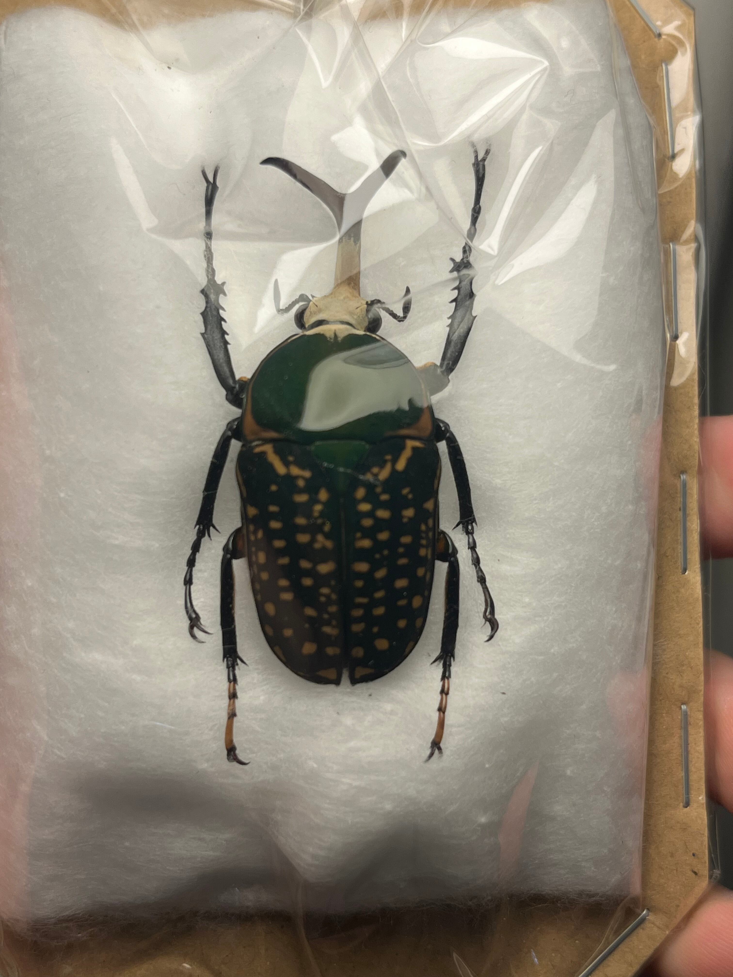カタモンオオツノハナムグリ標本 genus_goliathus2.jpg