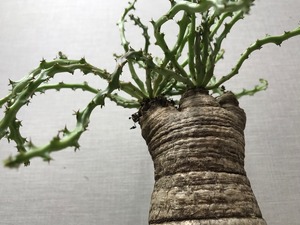 ユーフォルビア デシドゥア