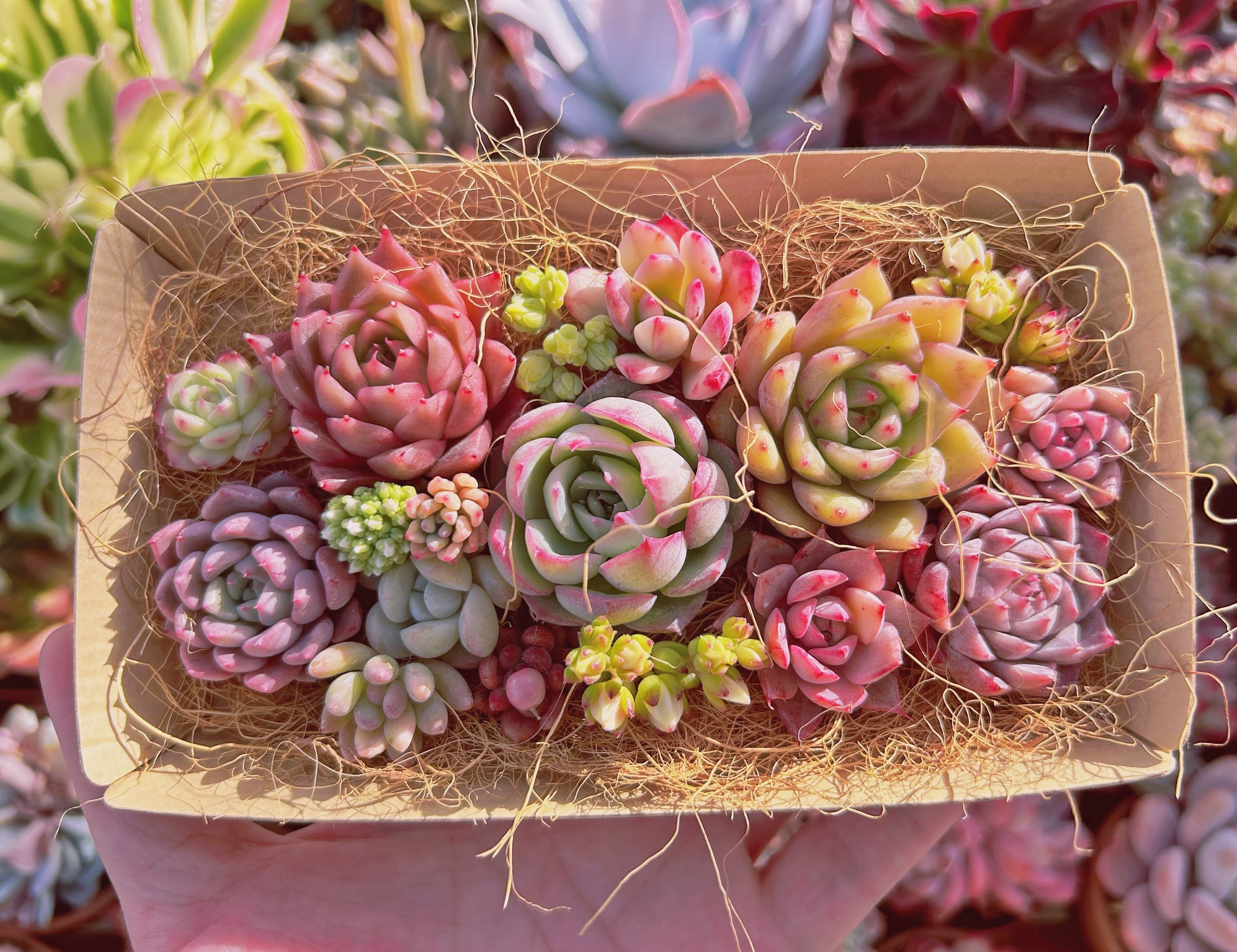 #330現物　多肉お弁当　トレーのまま発送