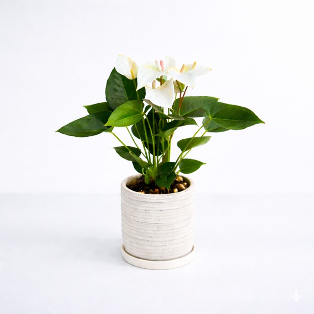 アンスリウム 5号 陶器　シエラホワイト