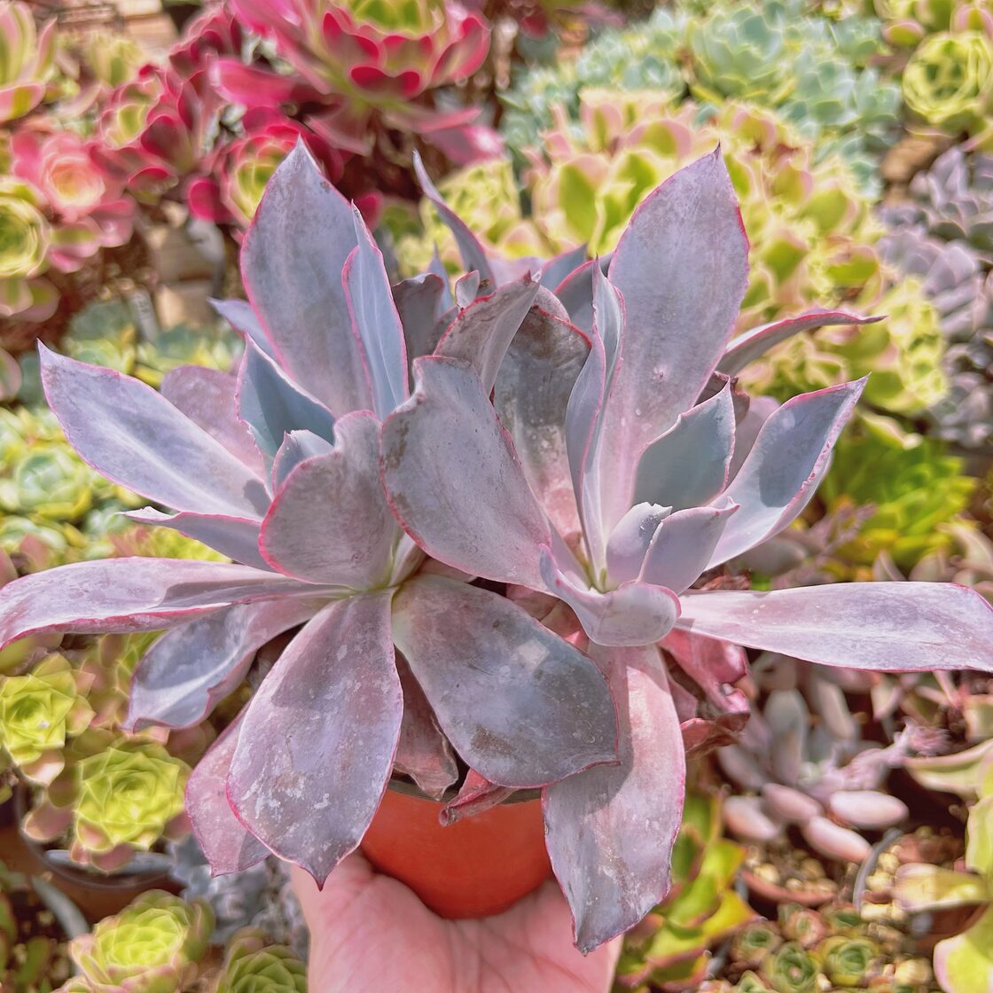 3007現物 多肉植物 アフターグロー 特大 抜き苗 | Pay ID