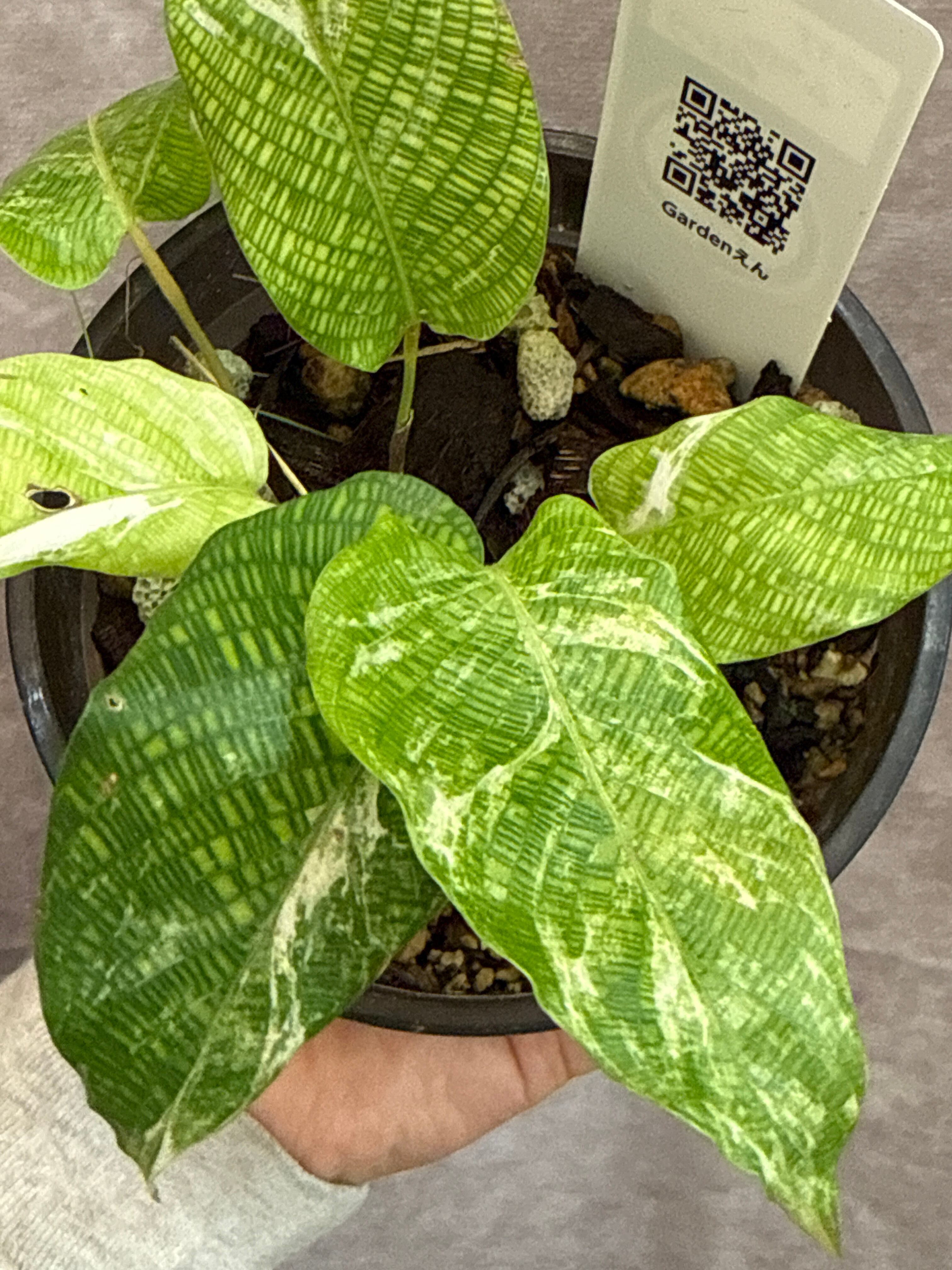 A カラテア ムサイカ斑入り | Gardenえん 【観葉熱帯植物】 A カラテア ムサイカ斑入り | Gardenえん 【観葉熱帯植物】