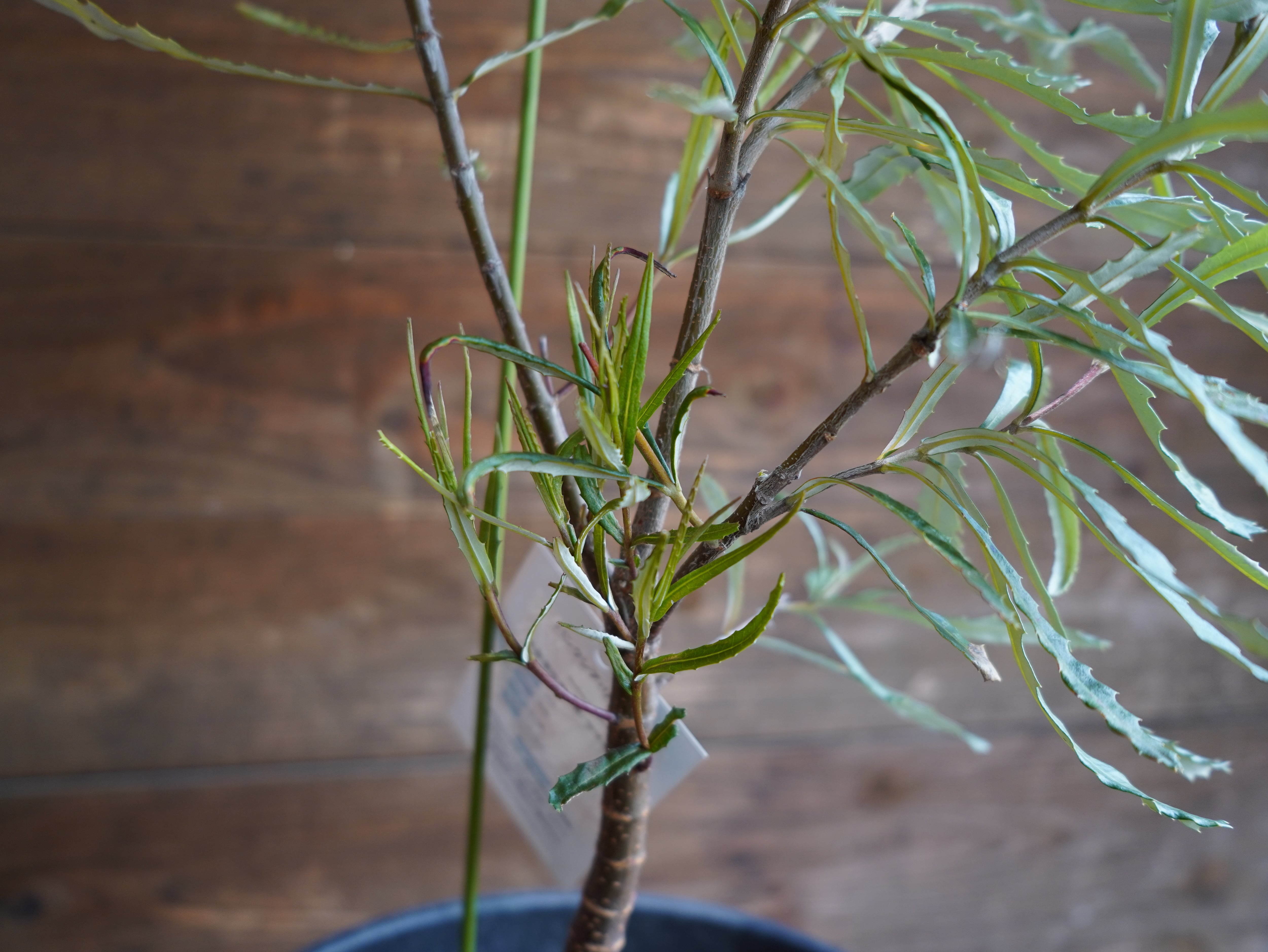 【現物】バンクシア　”リトラリス”