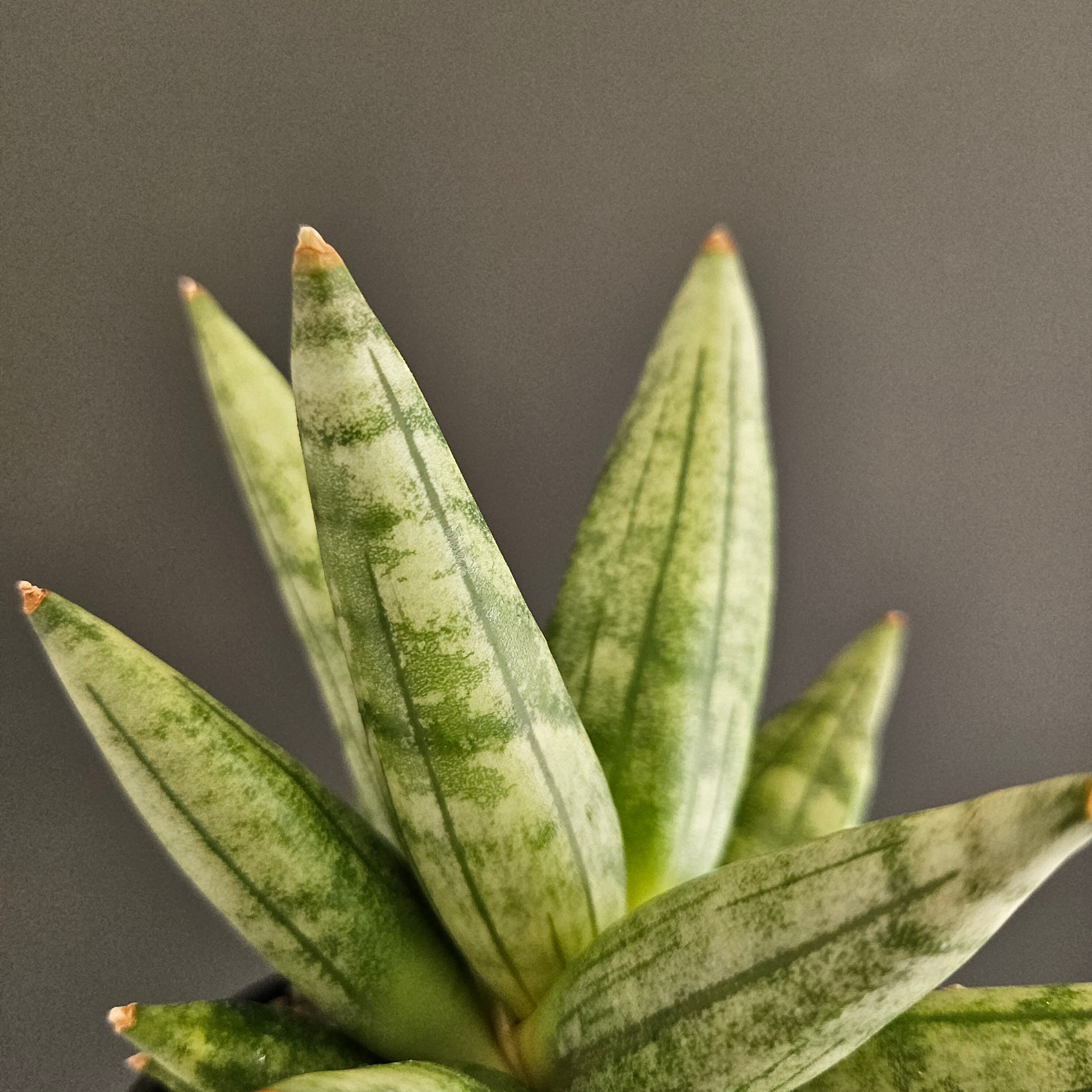Sansevieria hedgehog サンスベリア ヘッジホッグ | Plants Baka