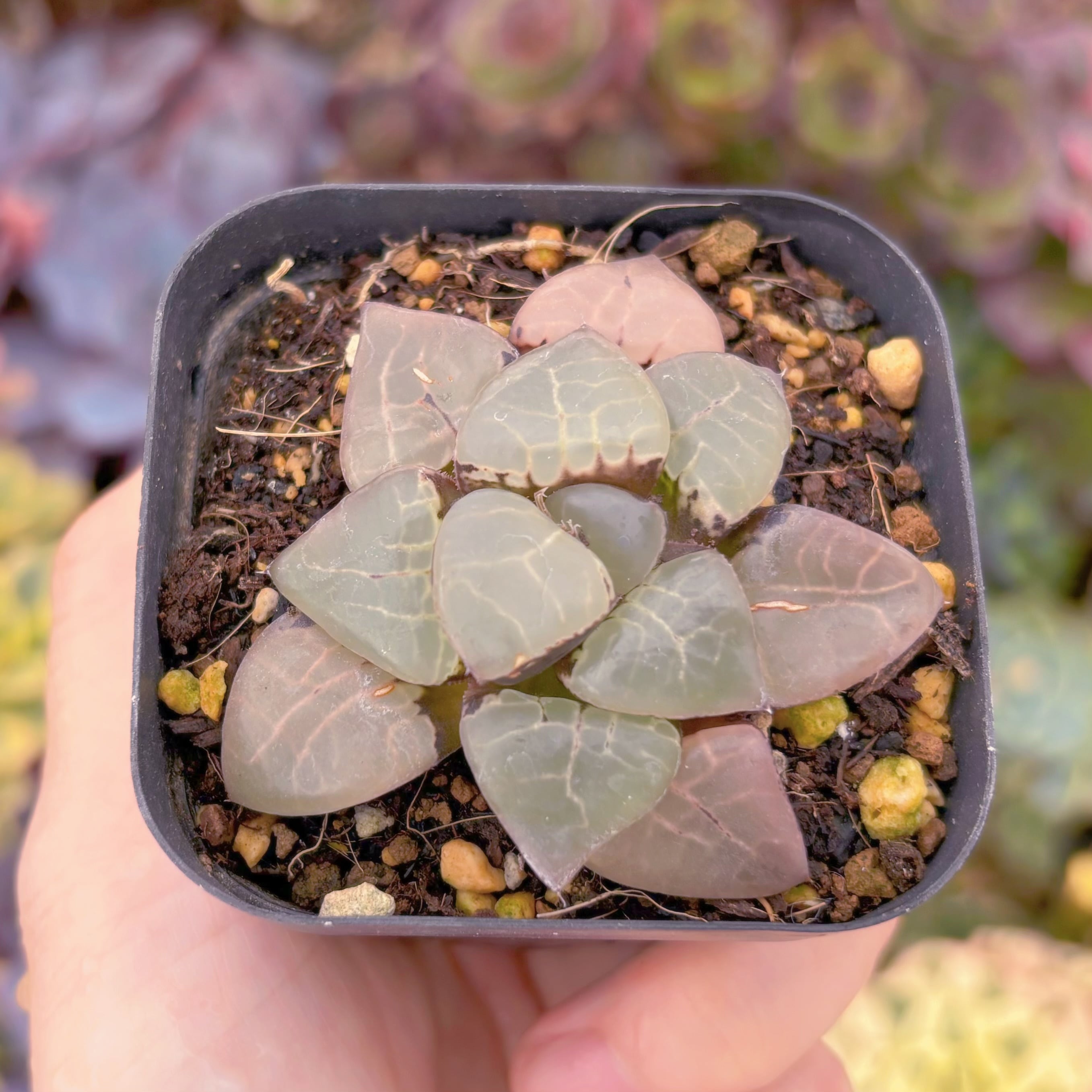 現品　Haworthia   月光女神#893　古株　るる農園