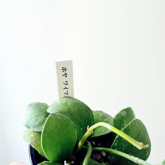 《人気》ホヤ ワイマニアエ 希少 観葉植物 calm cafe