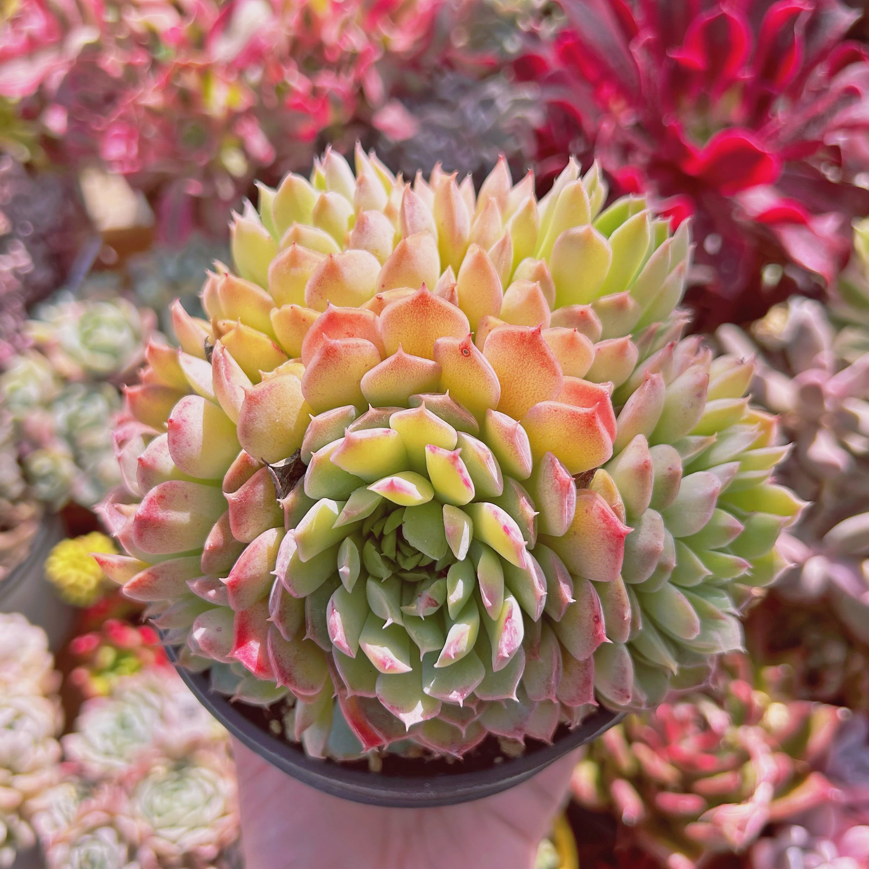 #019現物　多肉植物   レッドホール　特大群生　抜き苗