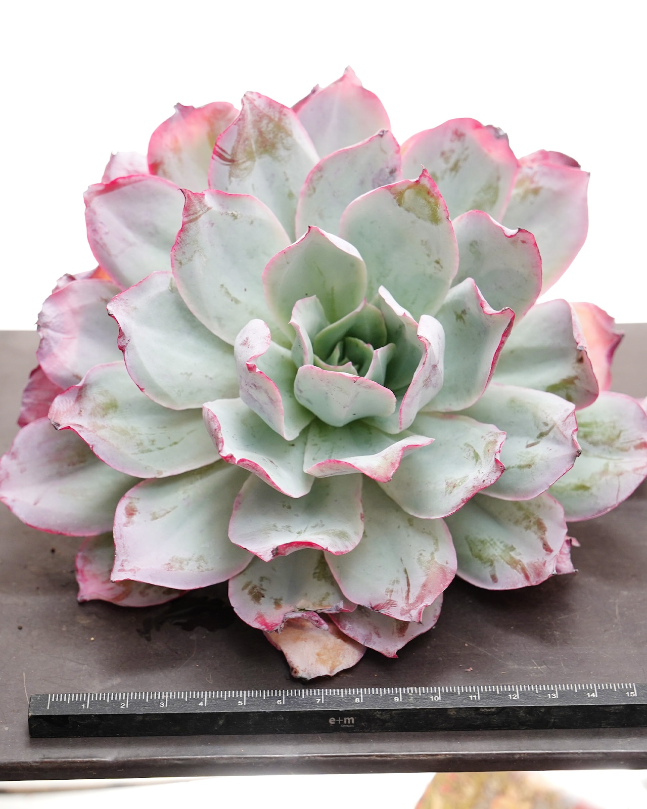 カット苗 ブルーライト 巨大株 Echeveria 'Blue Light'