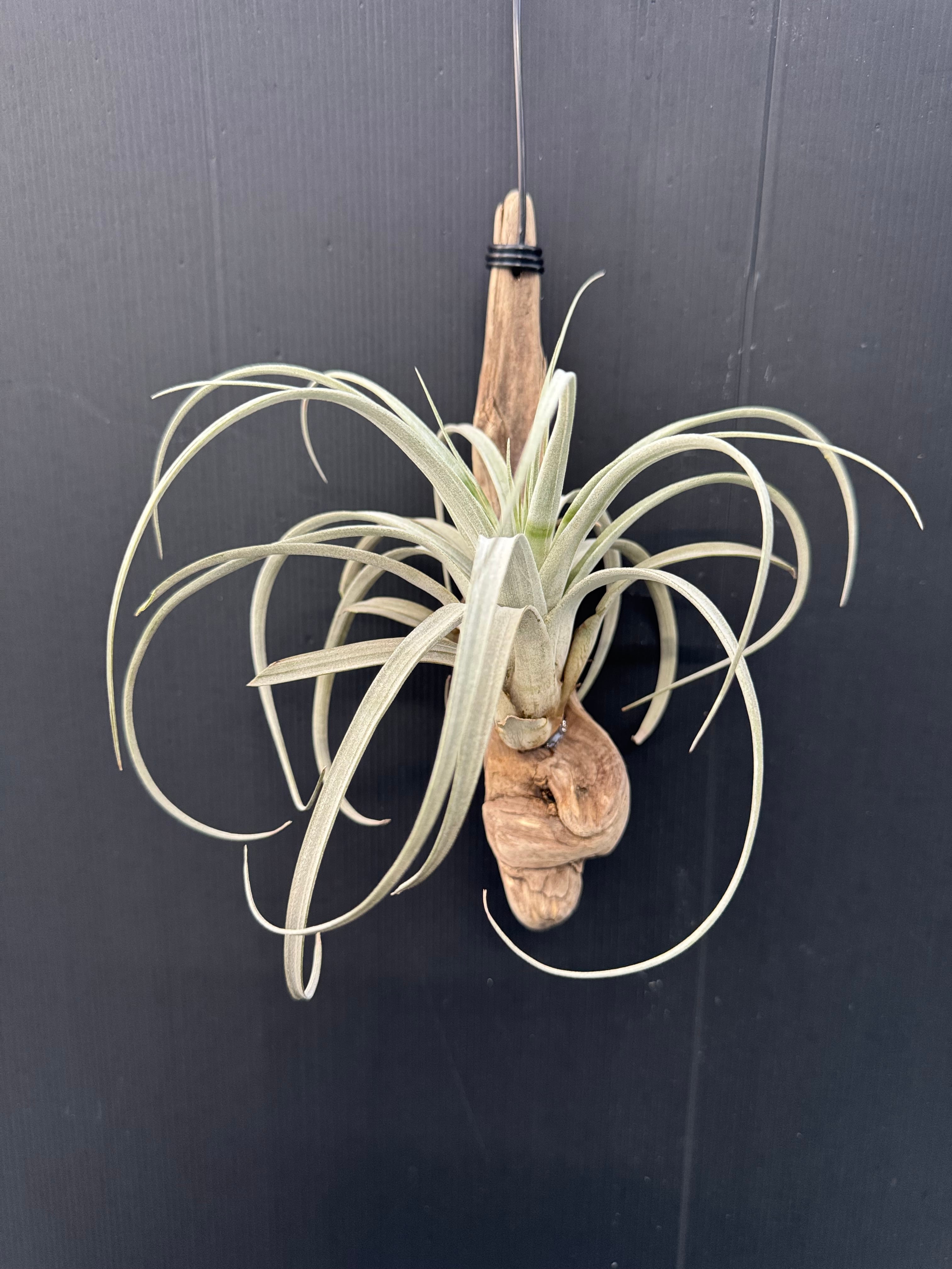 ガードネリー ルピコラ コンパクトフォーム gardneri var.rupicola ガードネリー ルピコラ コンパクトフォーム gardneri var.rupicola