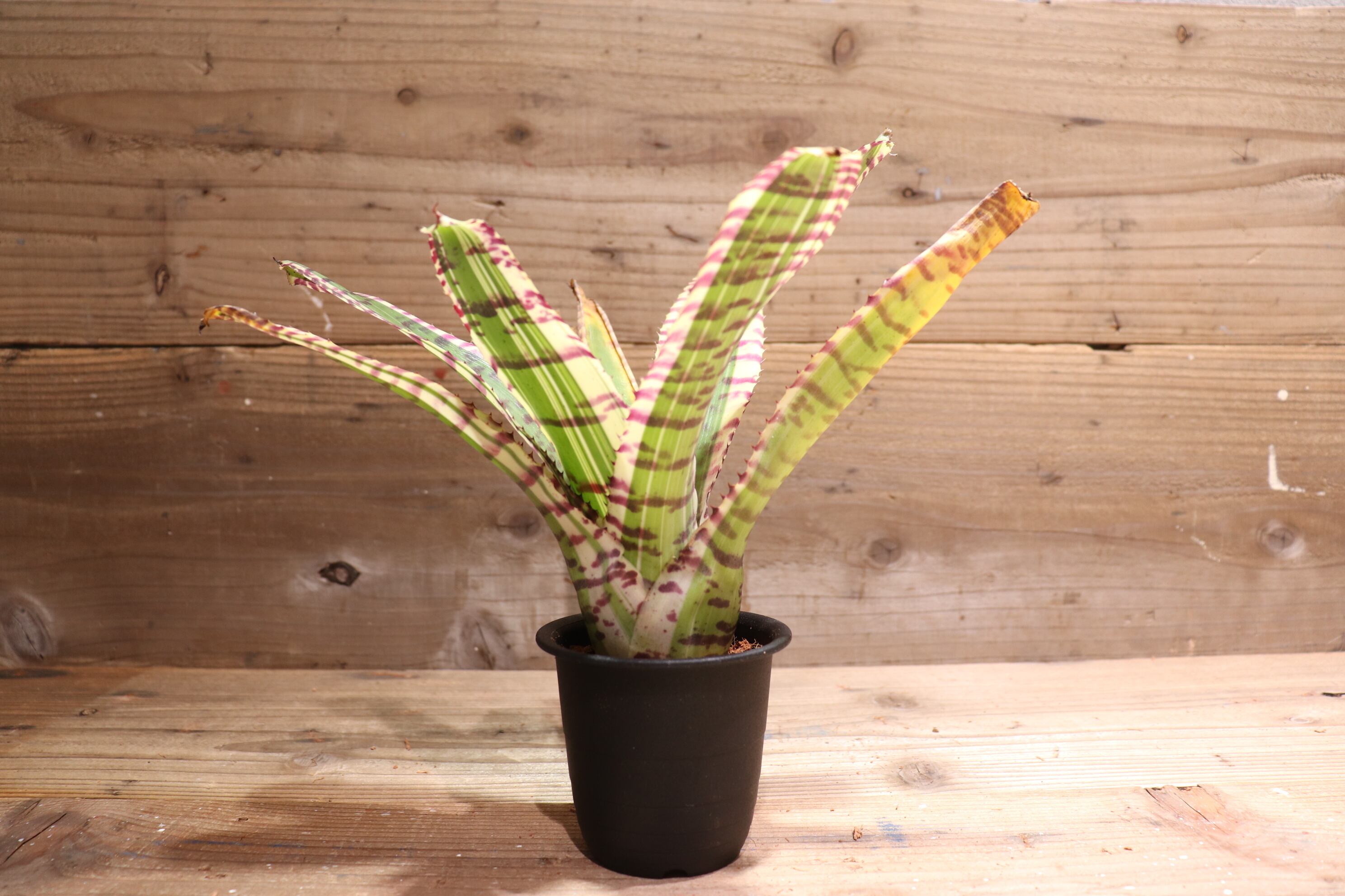 送料無料】Neoregelia 'Star wars'〔ネオレゲリア〕現品発送N0189