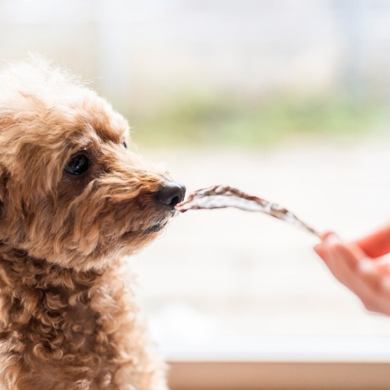わんこのお好み焼き【010201】