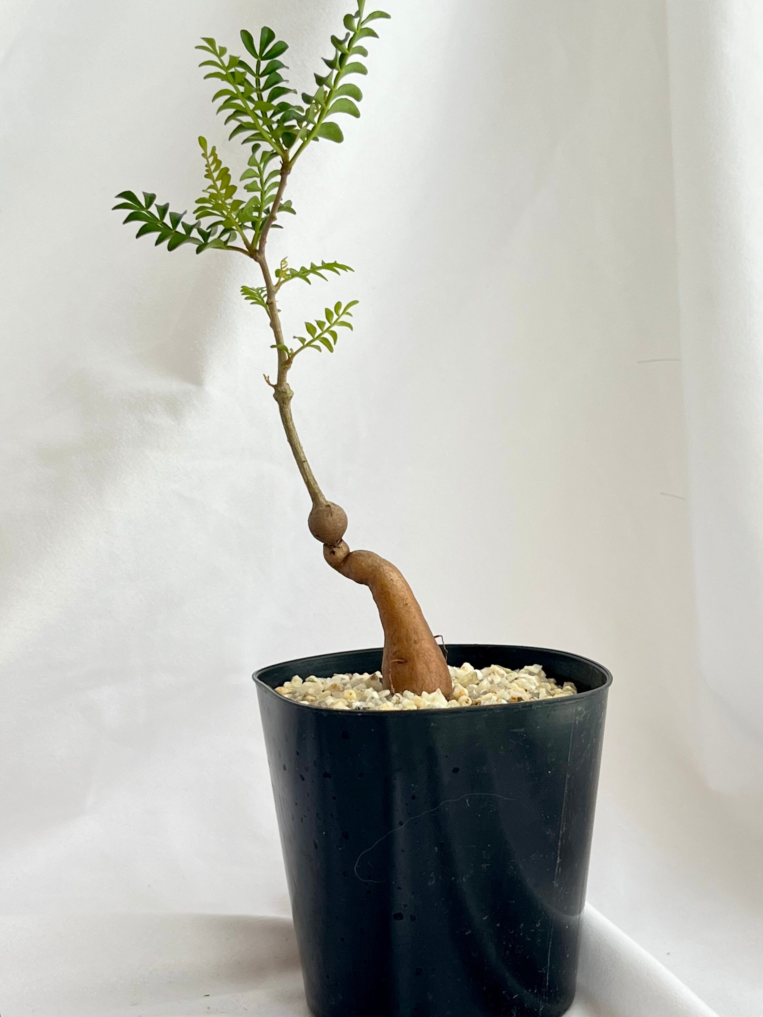 NP125 オペルクリカリア パキプス チャレンジ株 コーデックス ベアルート株 NP125 オペルクリカリア パキプス チャレンジ株 コーデックス