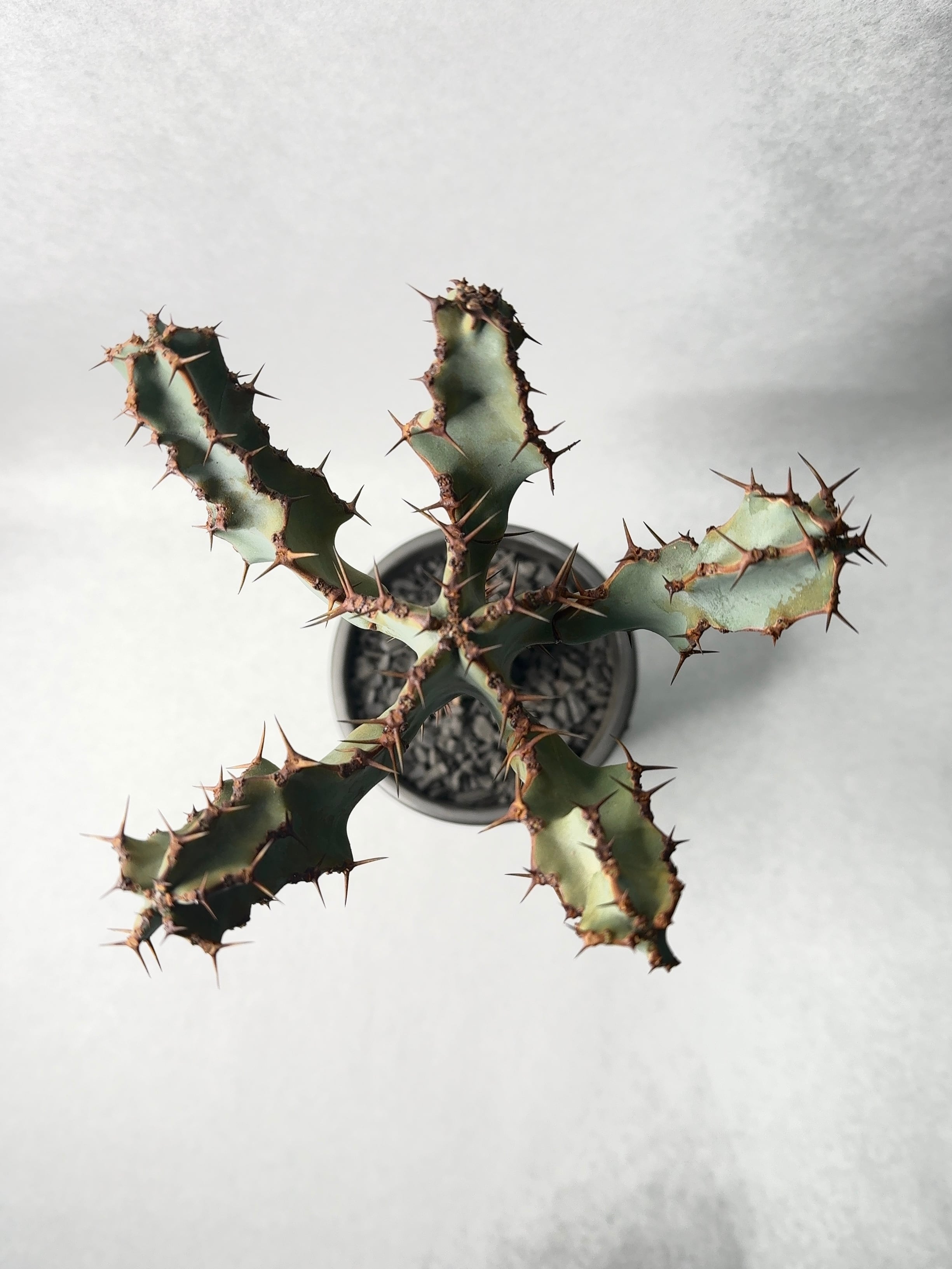 ユーフォルビア・大鳳角 | trigger