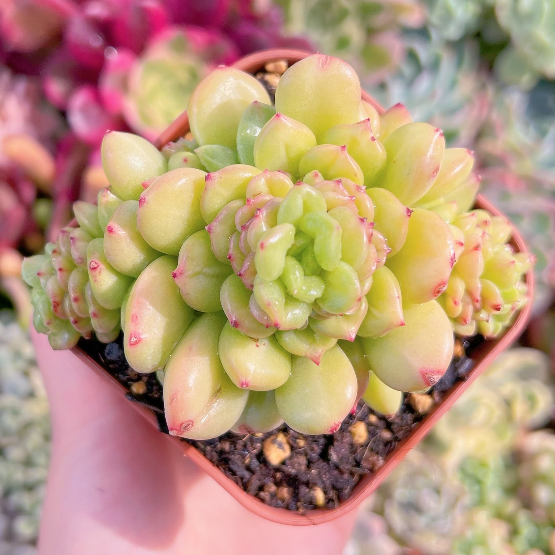 現品　林檎花#F029　るる農園