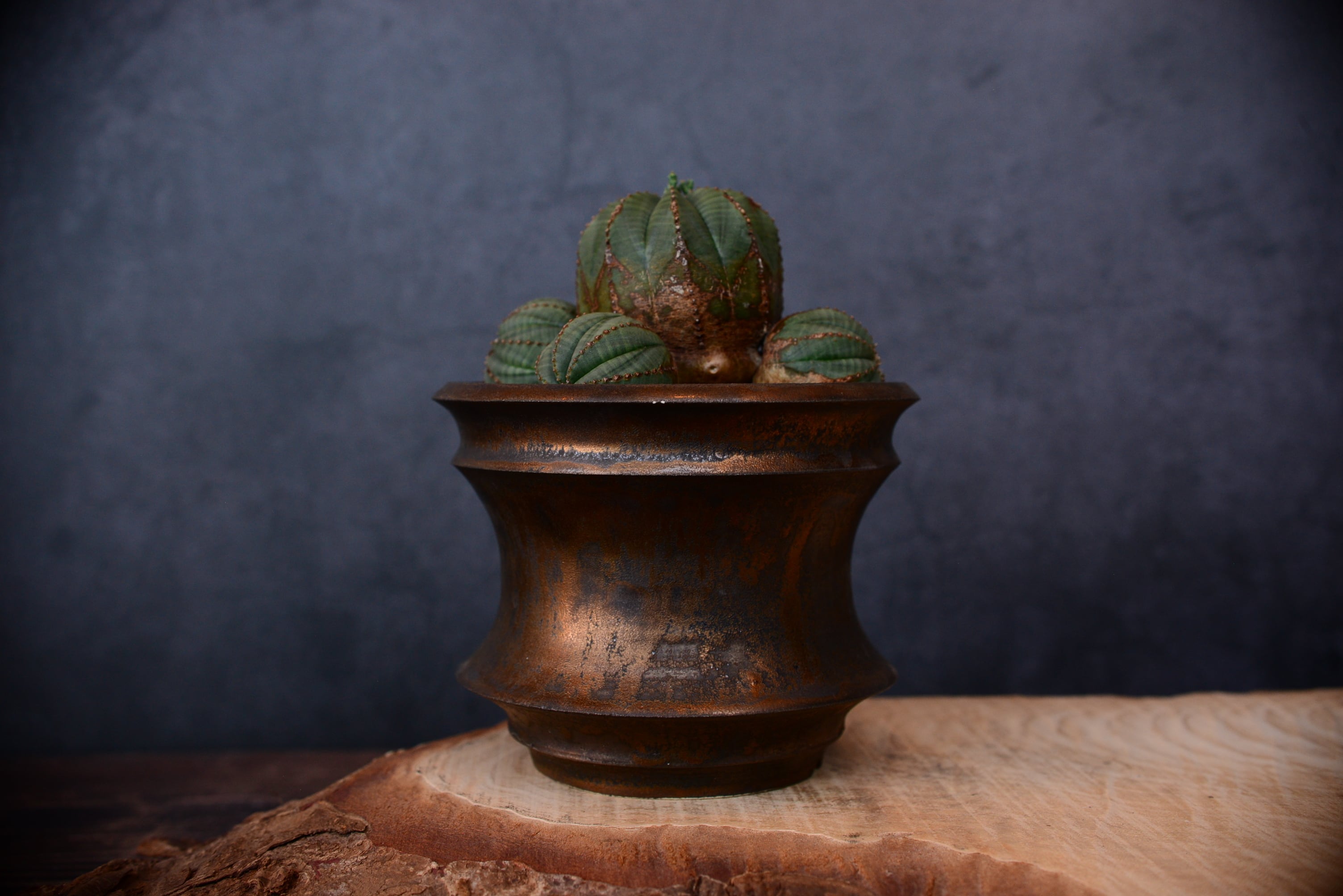 送料無料 入手困難 激レア ユーフォルビア 飛竜 カタチ製作所 バレル 超良個体 送料無料 入手困難 激レア ユーフォルビア 飛竜 カタチ製作所