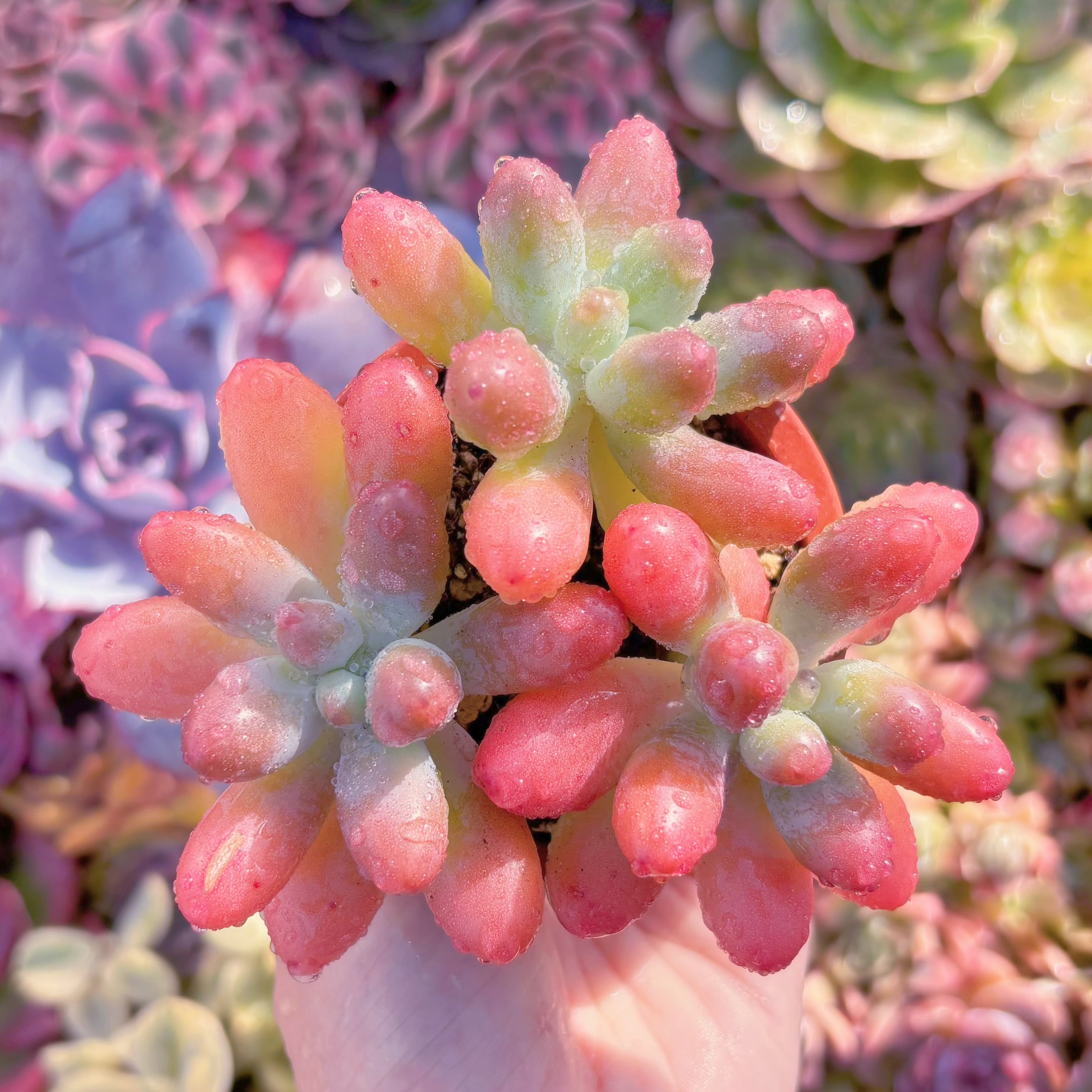 現物 多肉植物 ピンクプリティ 抜き苗 | Pay ID