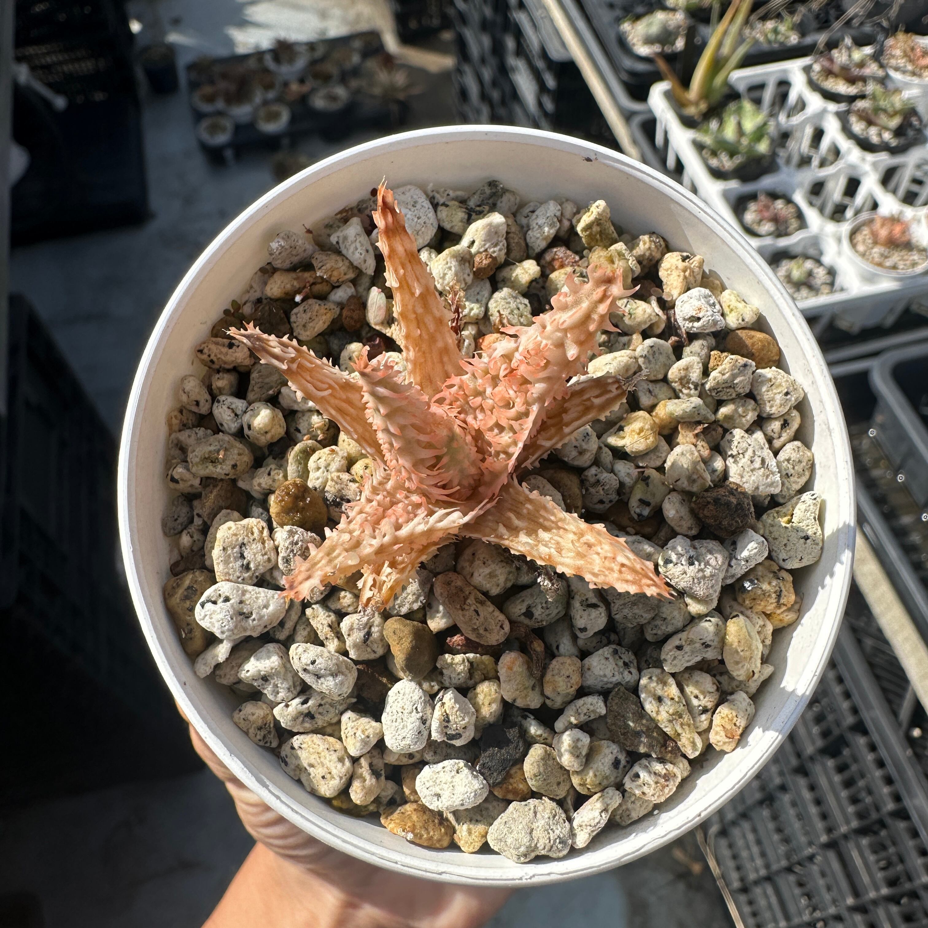 アロエ ハイブリッド 鉢付き速達発送 （F00012_Aloe Hybrid：アロエ 
