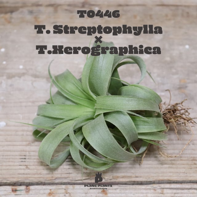 【送料無料】ストレプトフィラ × キセログラフィカ 〔エアプランツ〕現品発送T0446